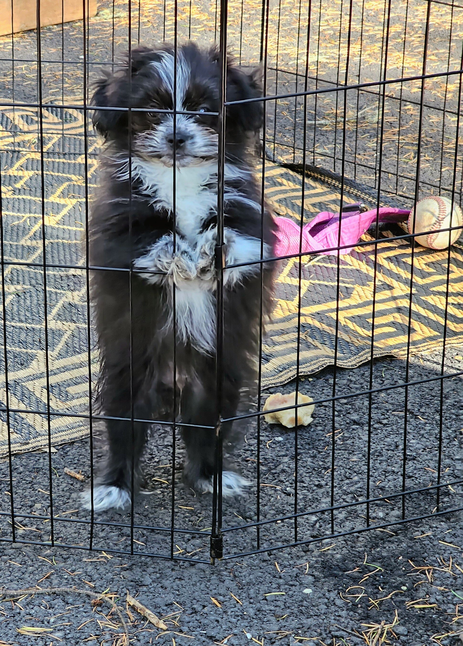 Shih Tzu / Pomeranian image 2