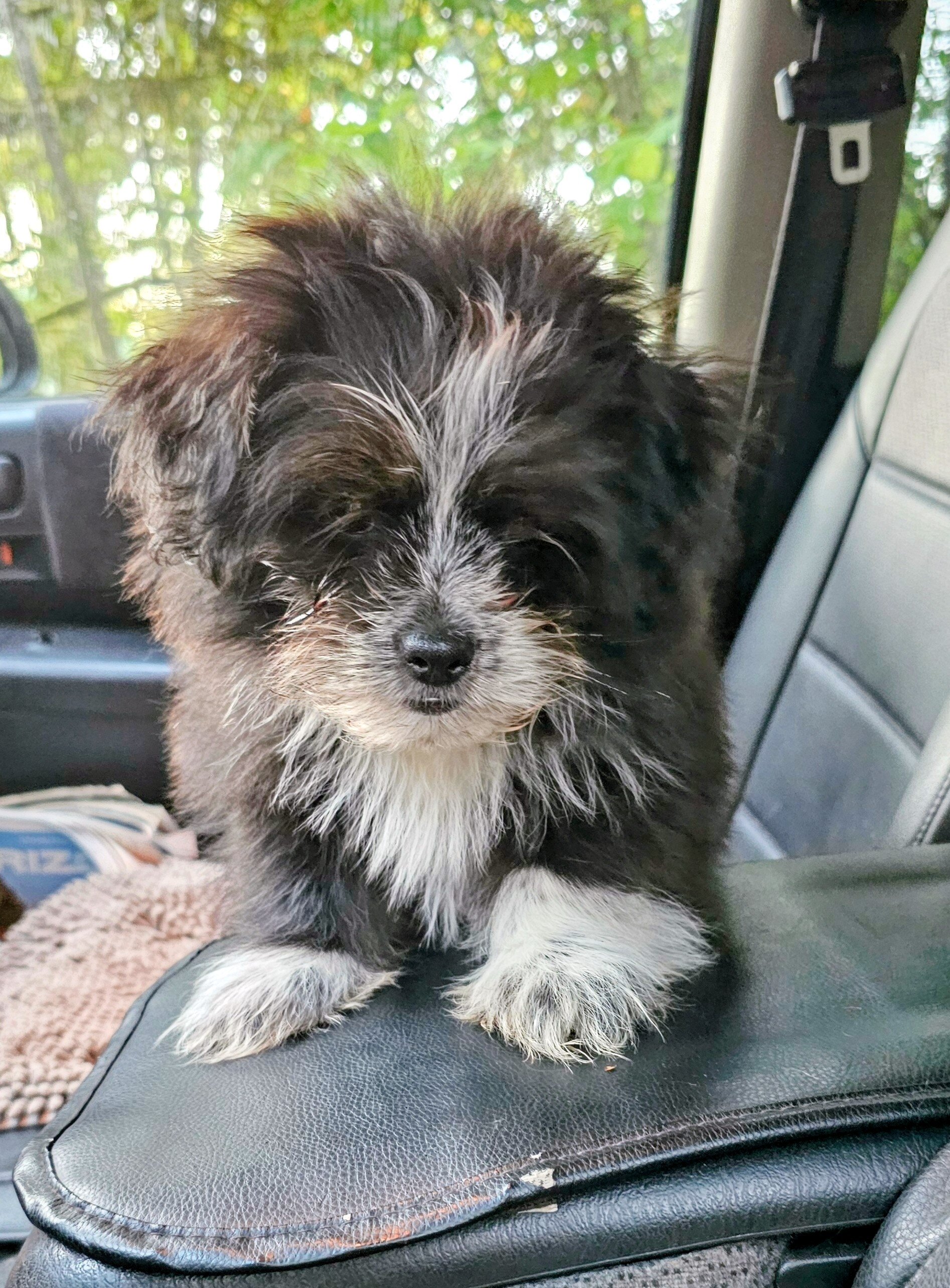 Shih Tzu / Pomeranian image 1
