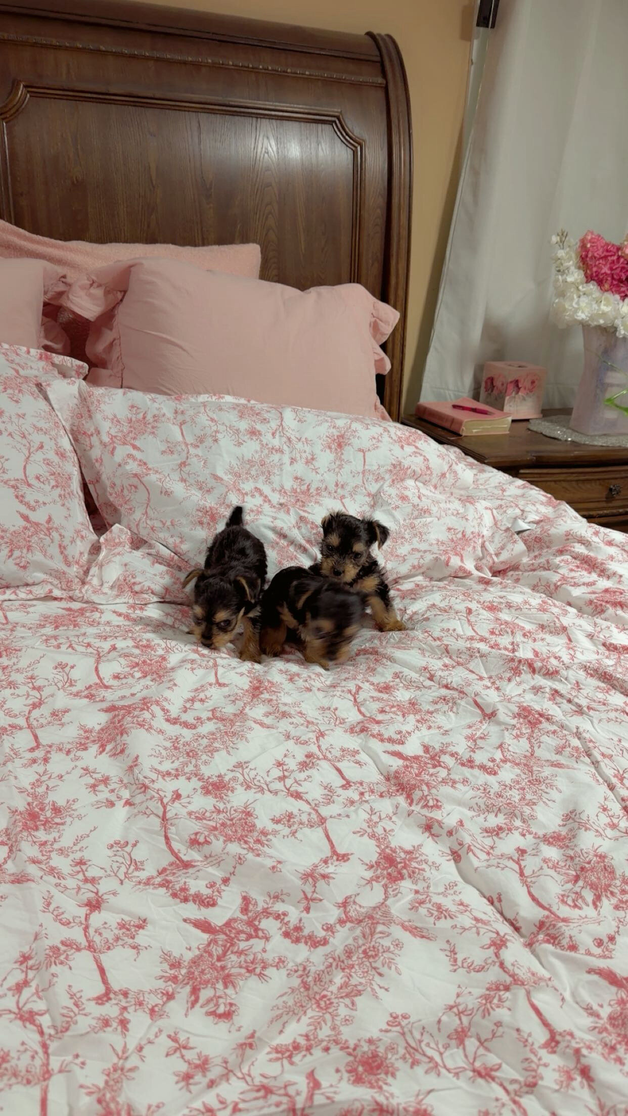 Yorkshire Terrier Puppies image 1