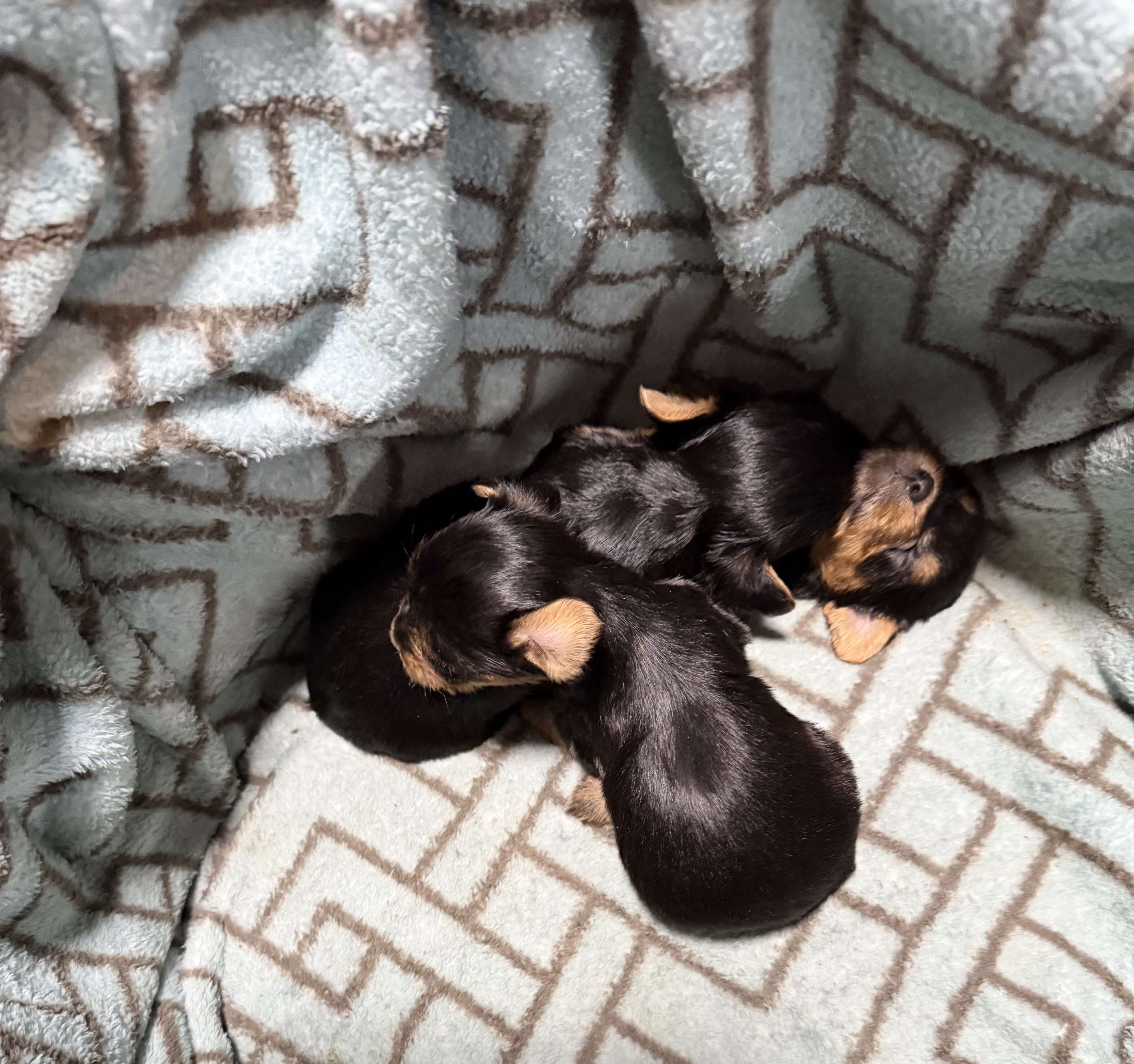 Yorkshire Terrier Puppies image 2