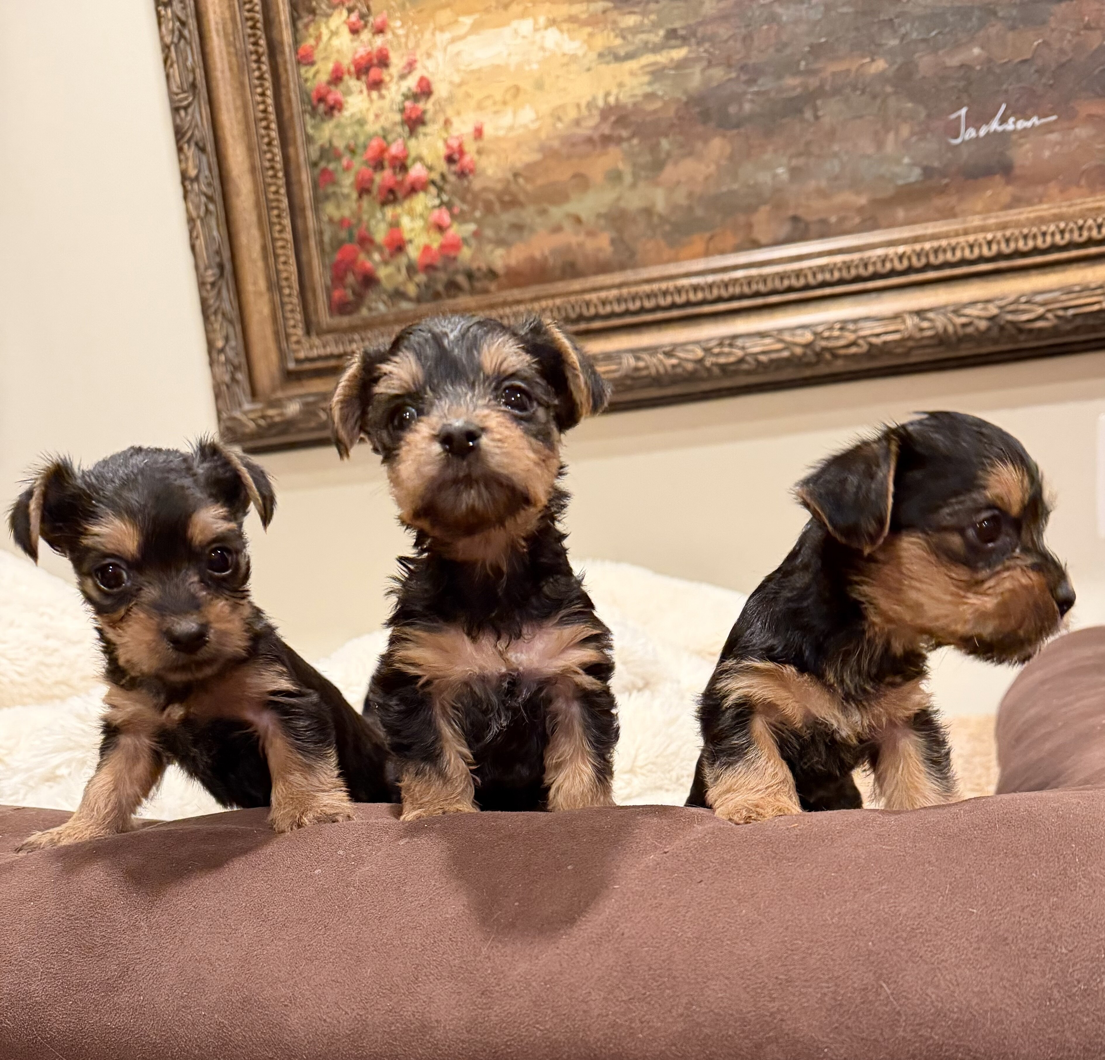 Yorkshire Terrier Puppies image 3