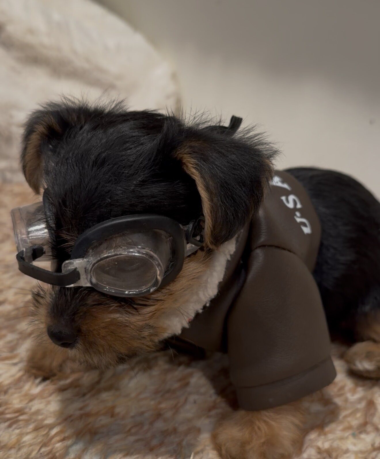 Yorkshire Terrier Puppies image 4