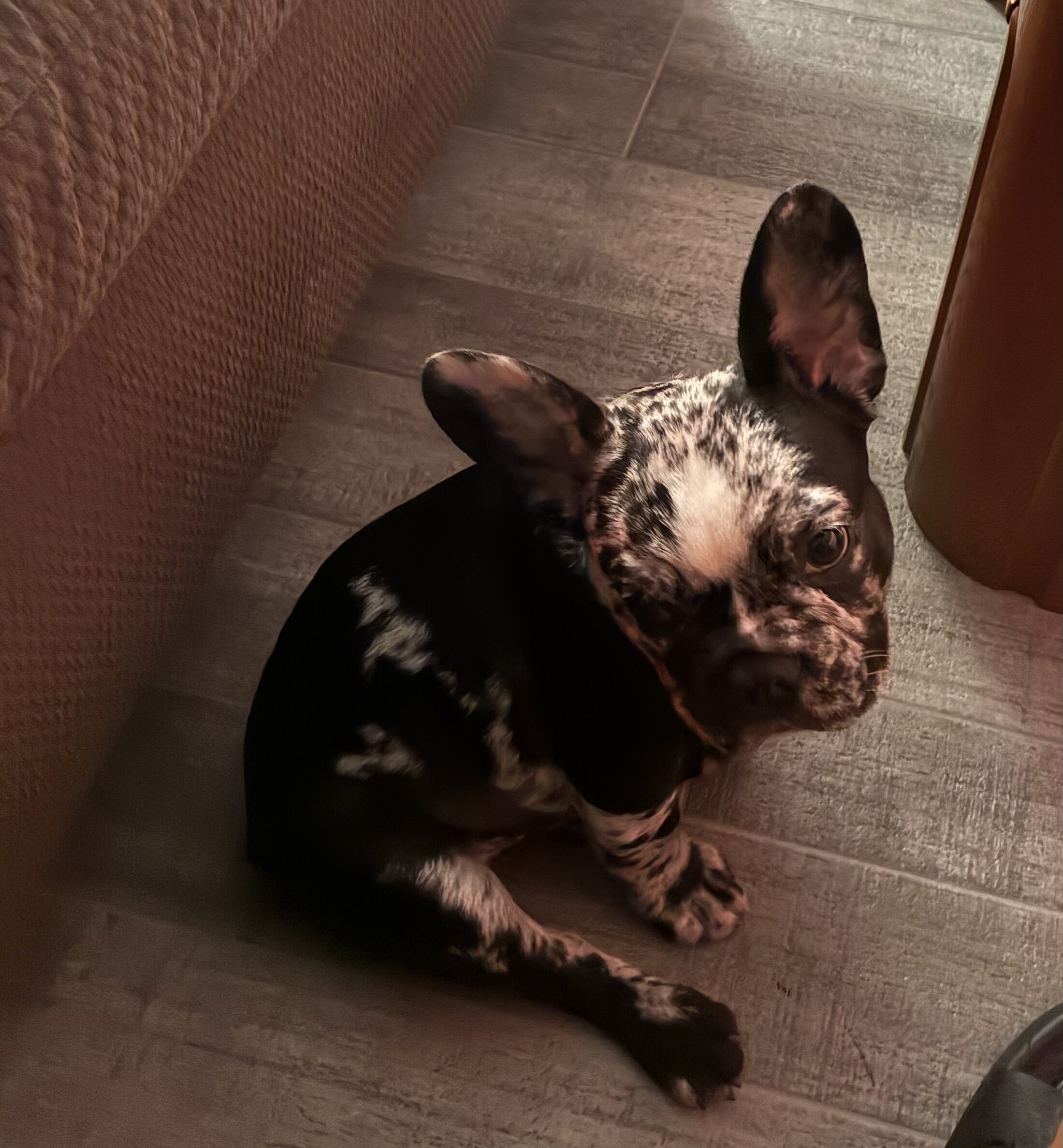 Mini boy Frenchie image 1
