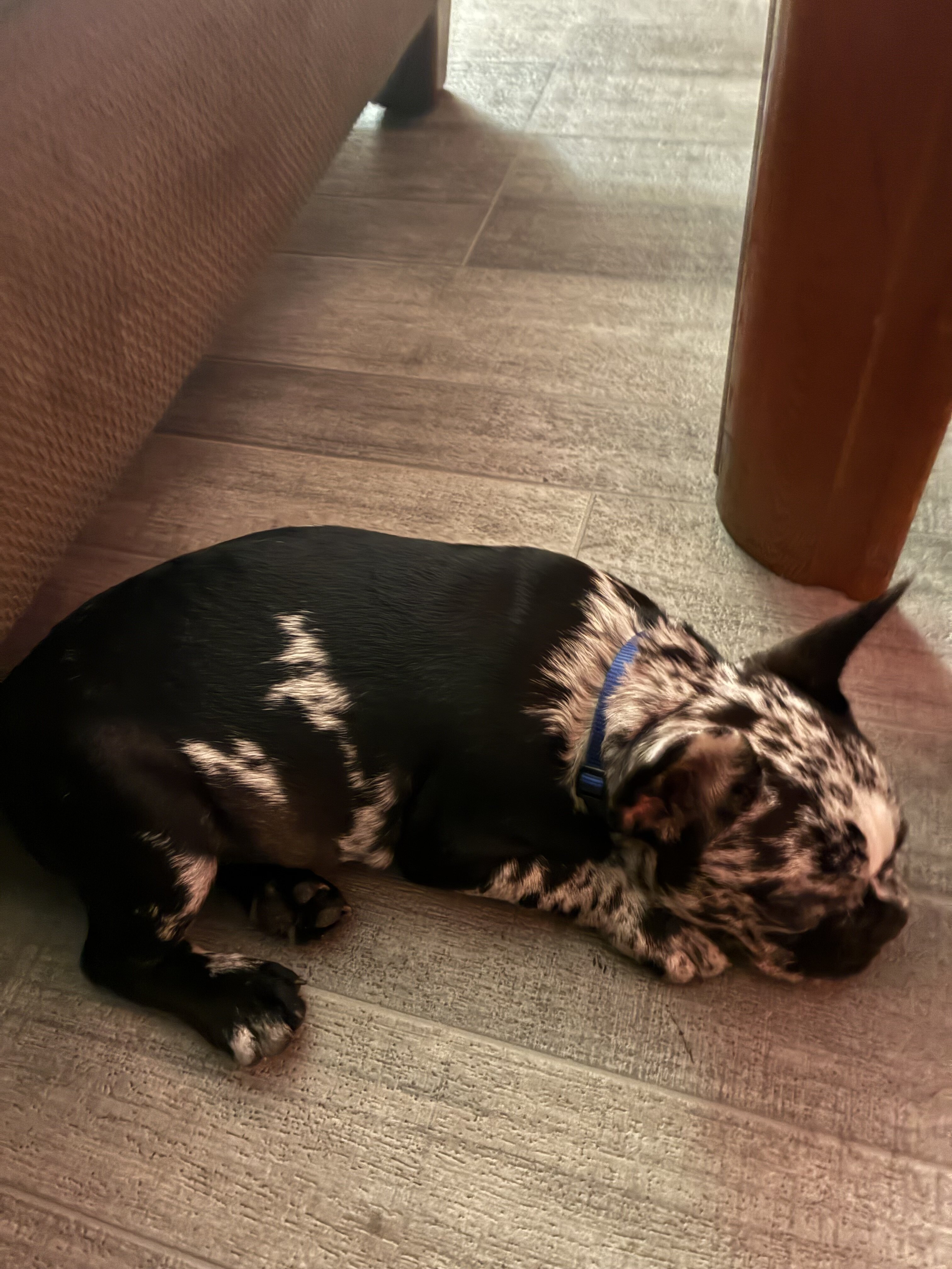 Mini boy Frenchie image 2
