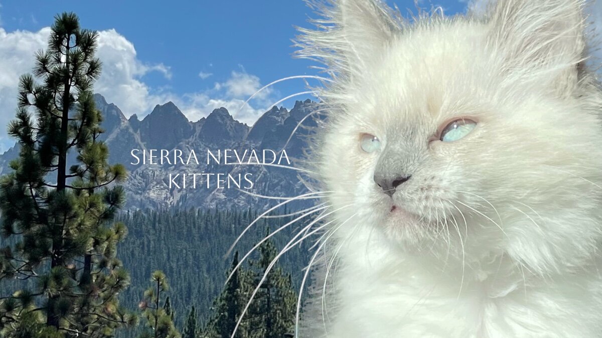 Sierra Nevada Kittens image 1