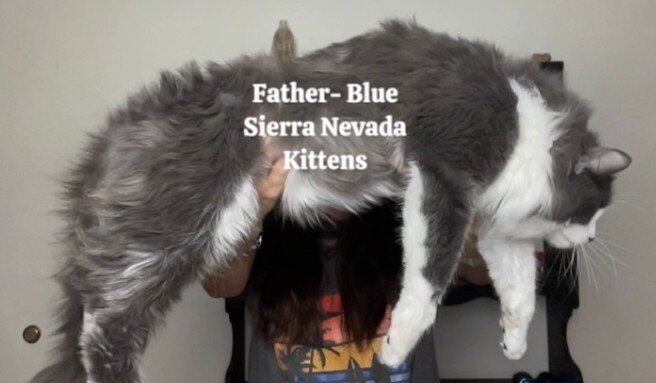 Sierra Nevada Kittens image 2