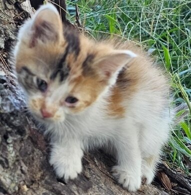 Calico Kitten image 1