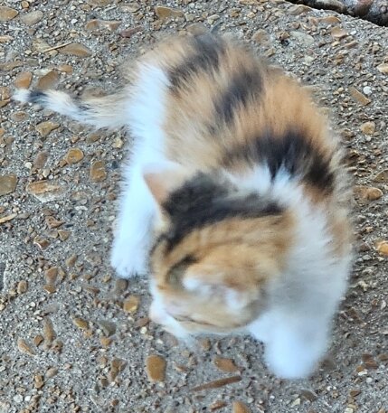 Calico Kitten image 2