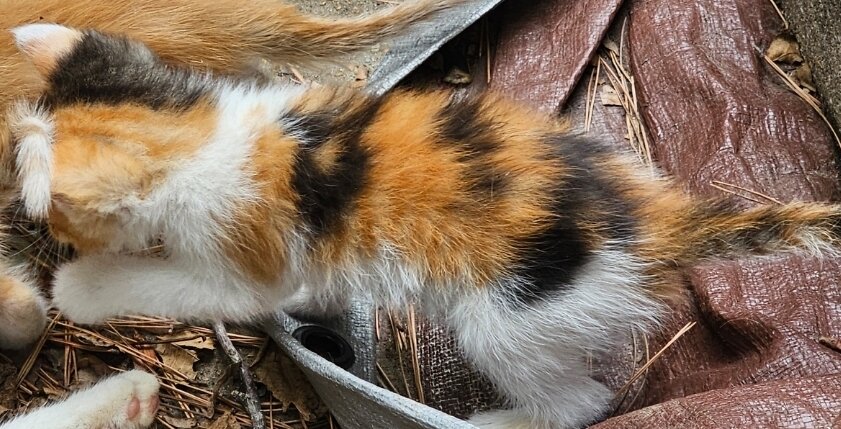 Calico Kitten image 3