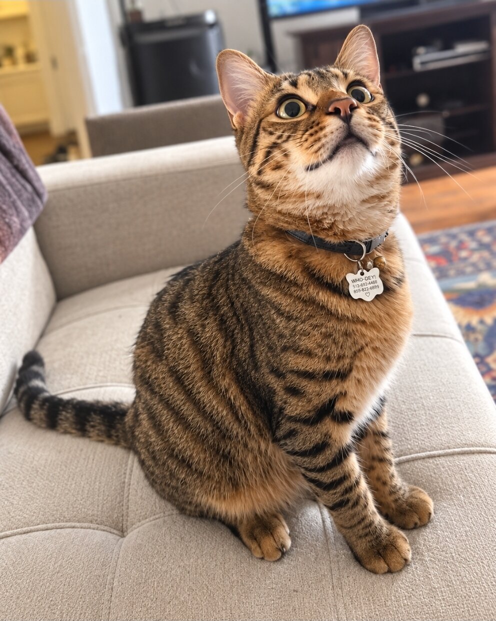 Bangel Cat image 3