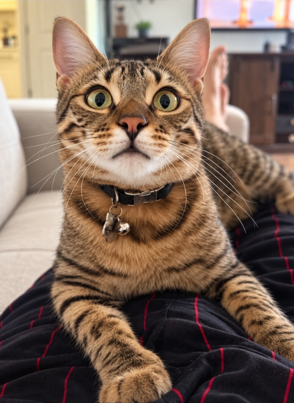 Bangel Cat image 4