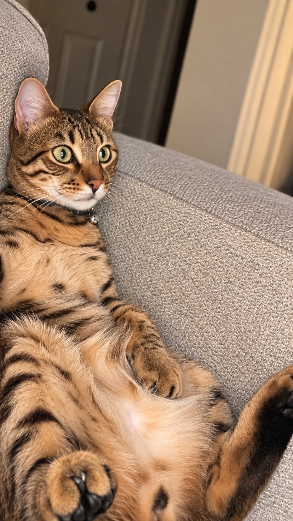 Bangel Cat image 2