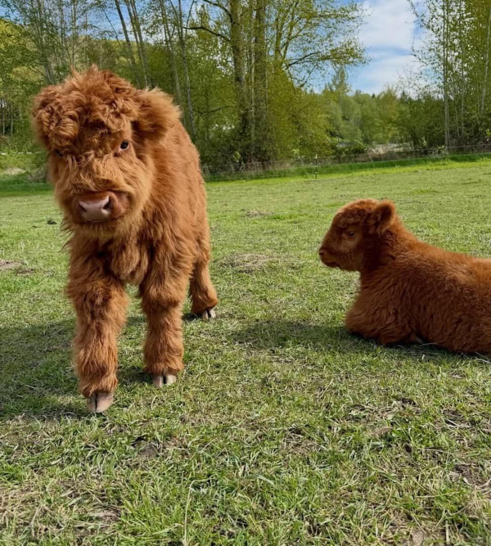 Mini Highland Calves Available image 2