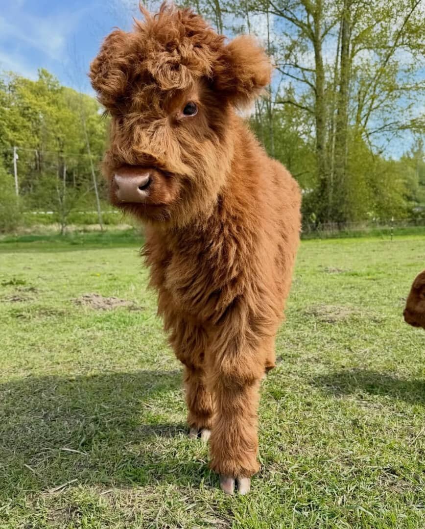 Mini Highland Calves Available image 1
