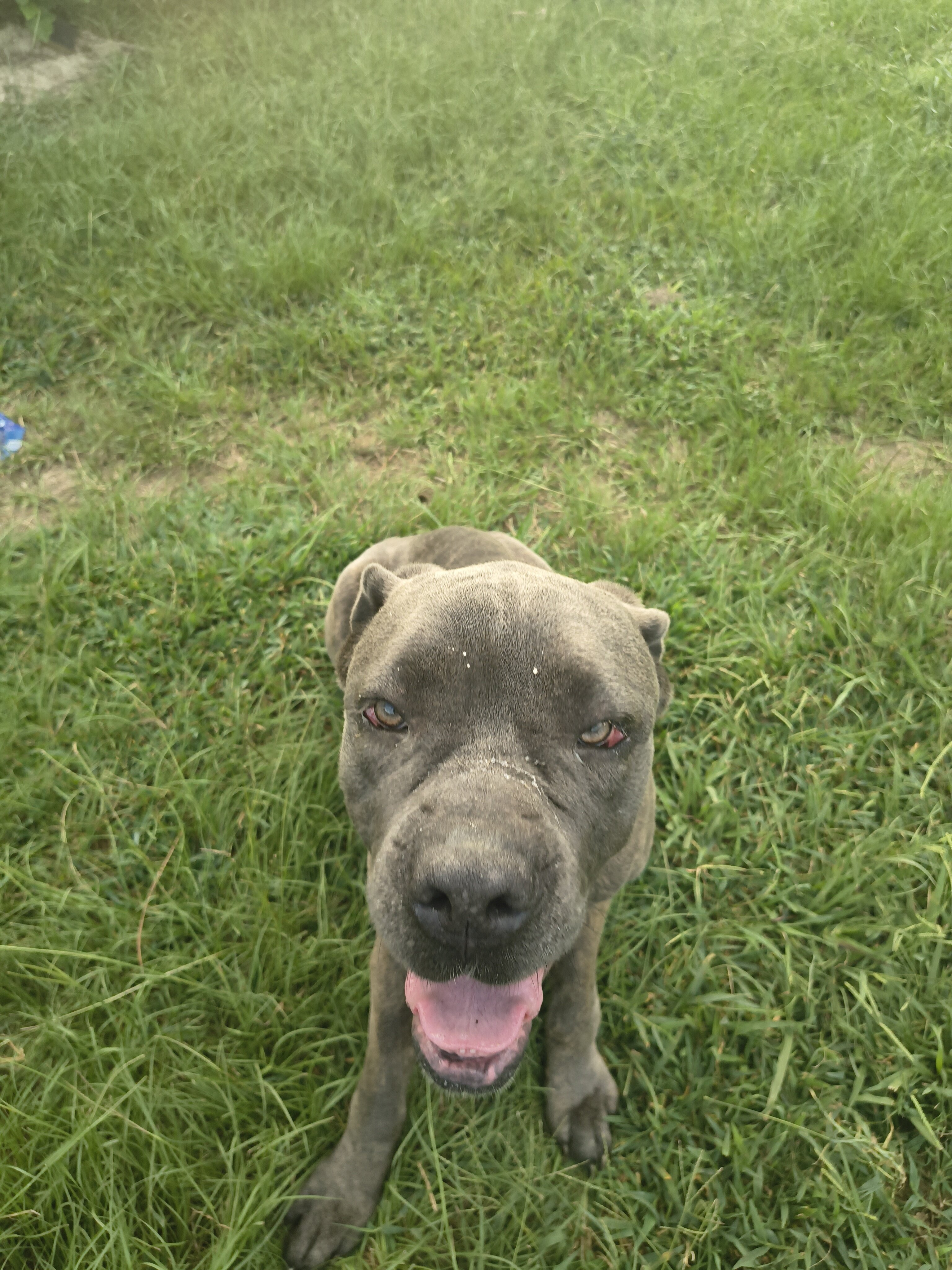 2 Year Old Male Cane Corso image 2