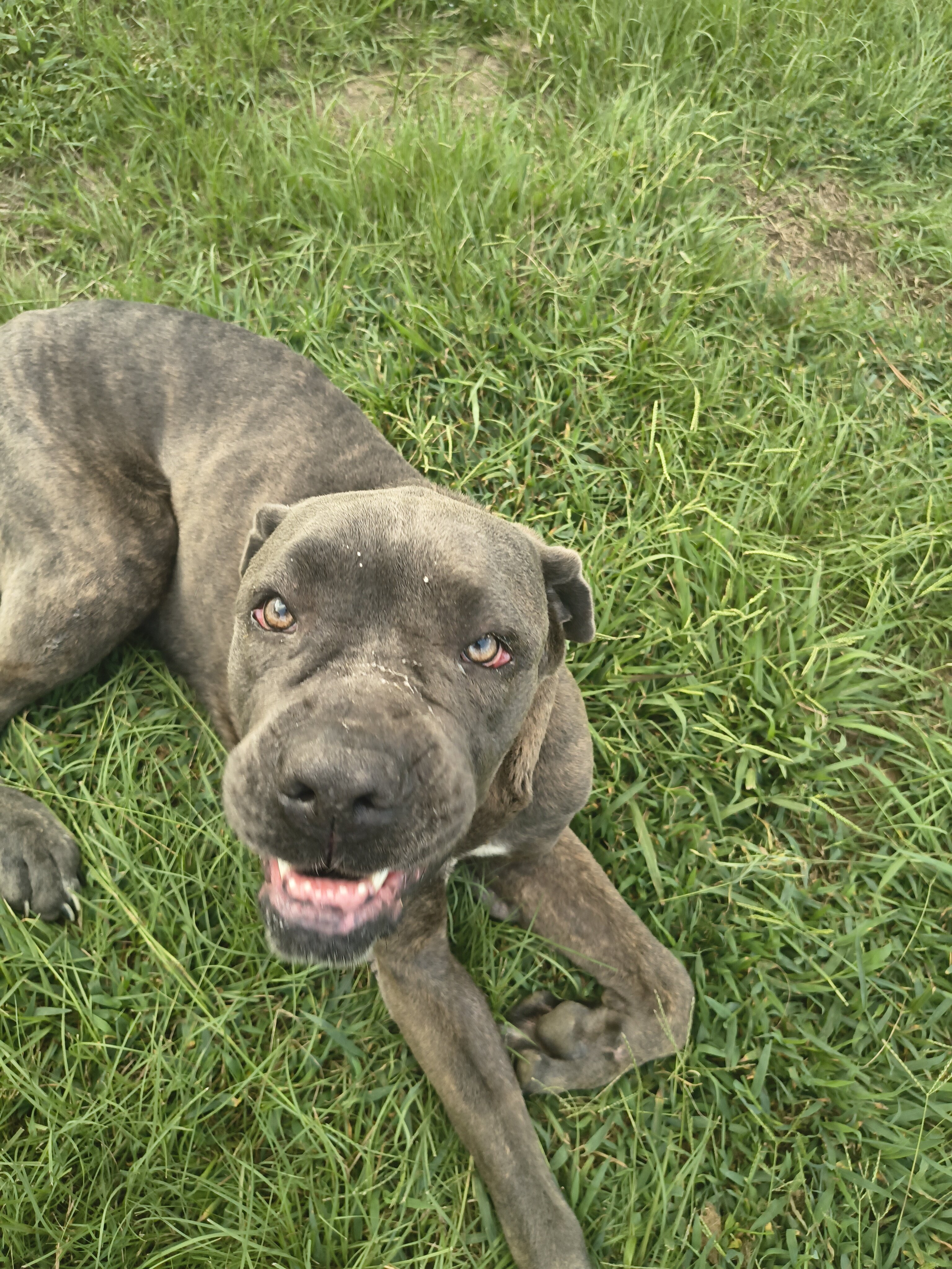 2 Year Old Male Cane Corso image 1