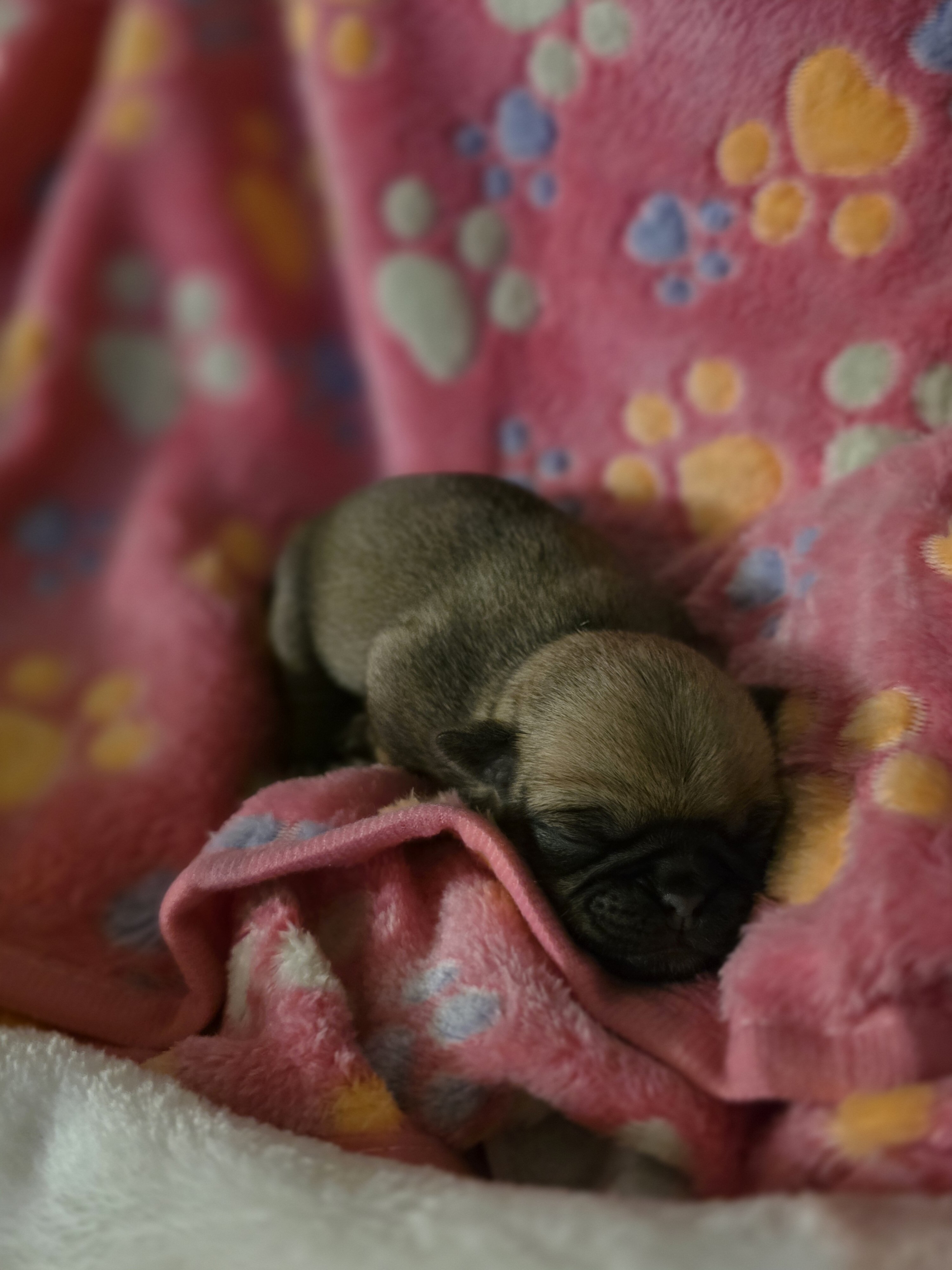 Pure breed Pug Puppies image 4