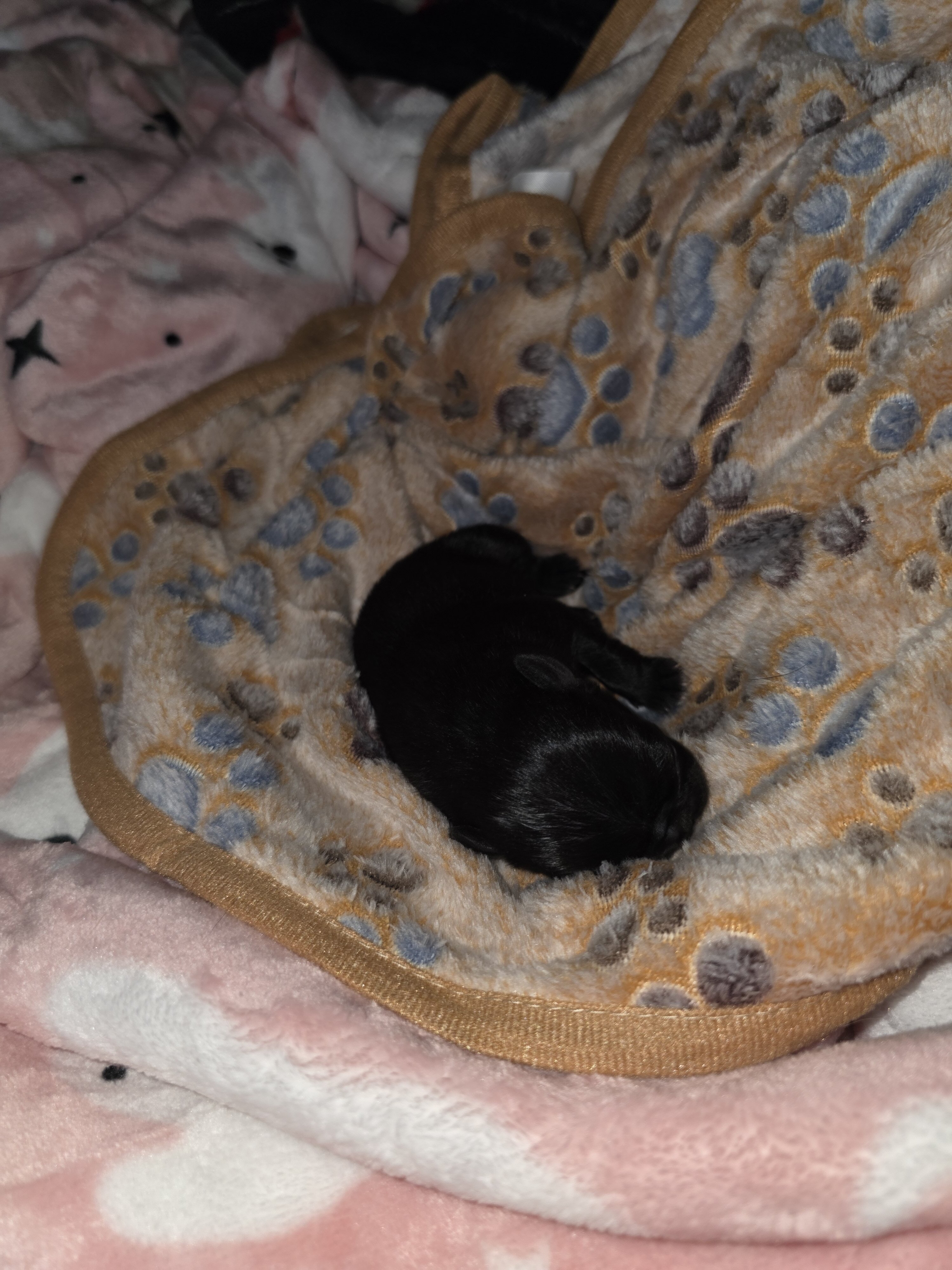 Pure breed Pug Puppies image 3