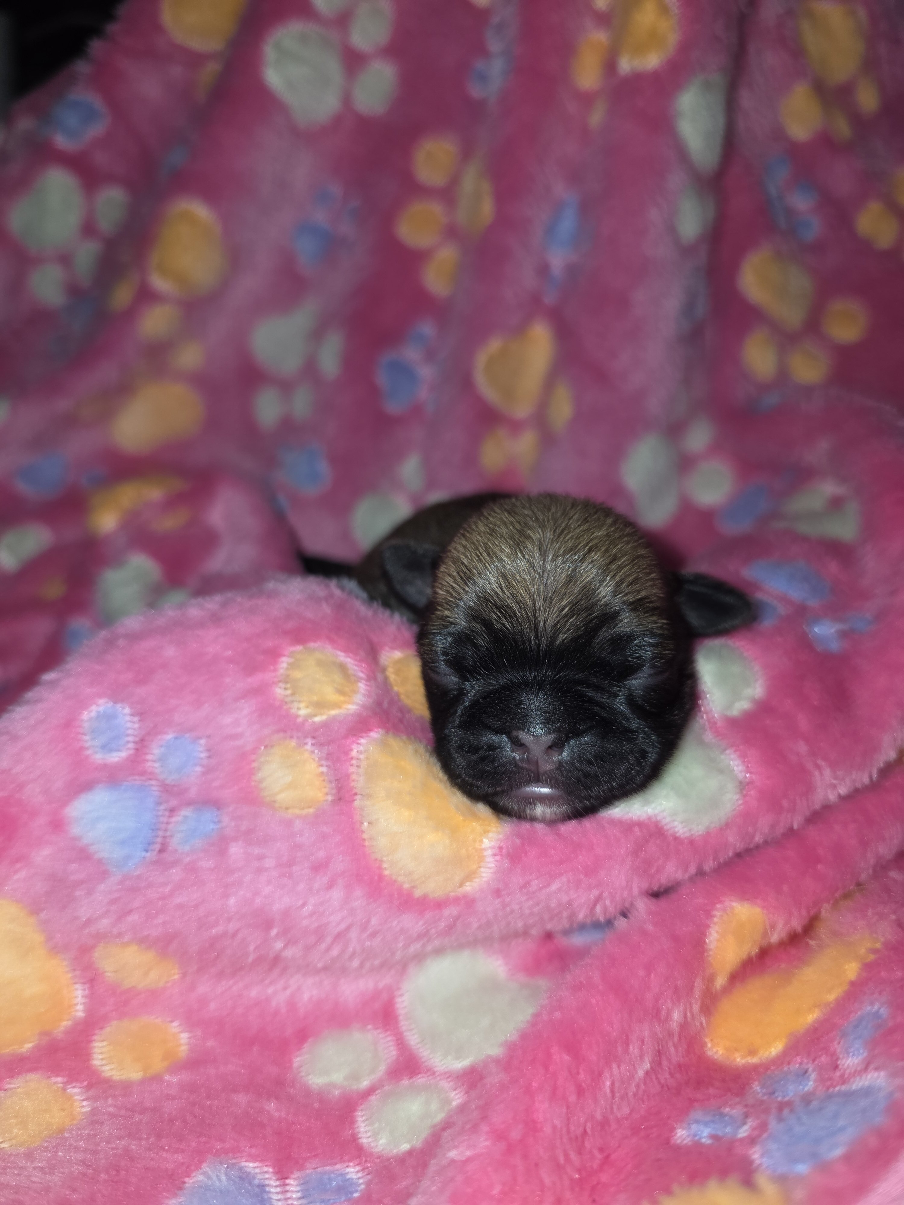 Pure breed Pug Puppies image 2