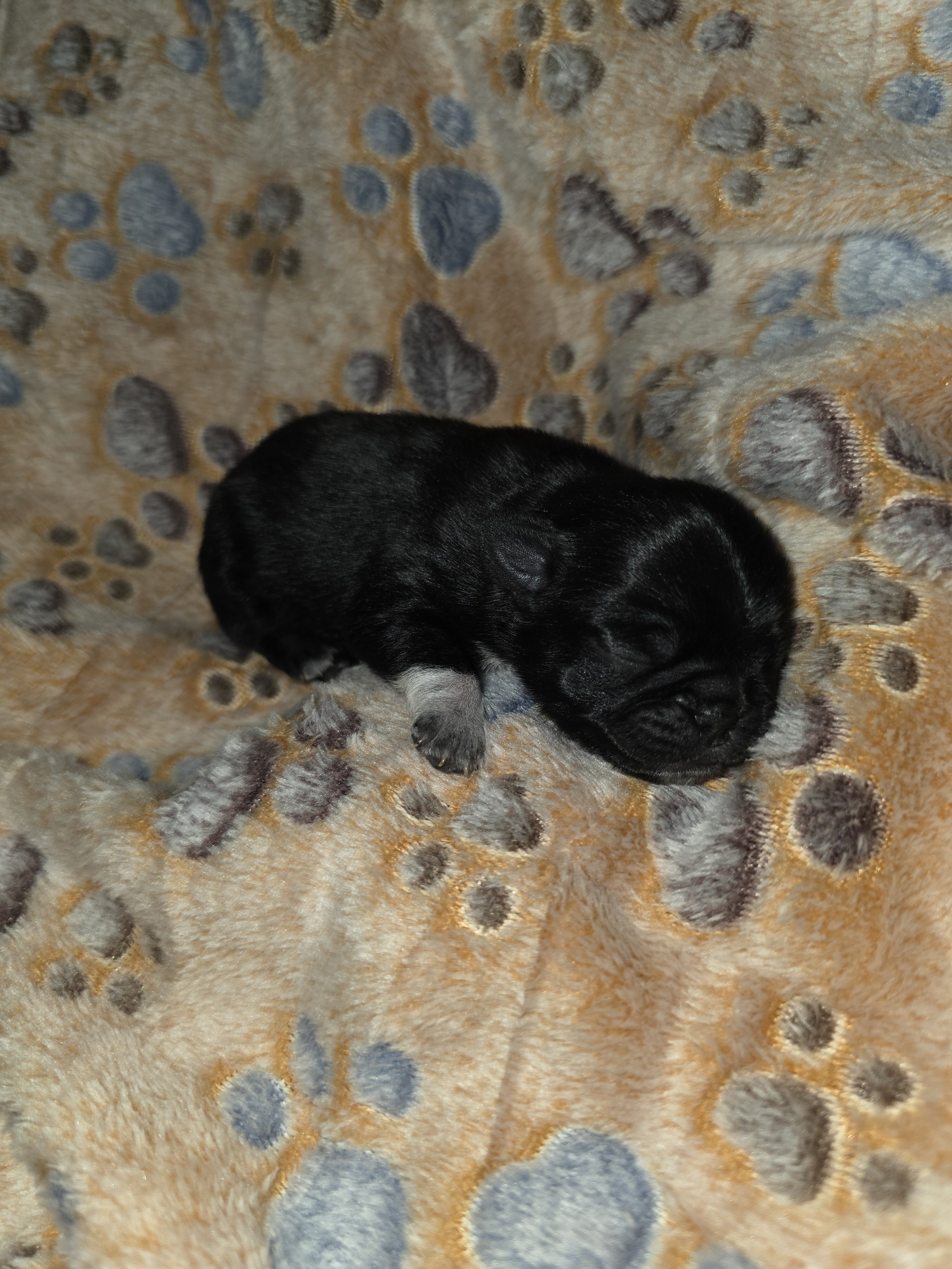 Pure breed Pug Puppies image 1