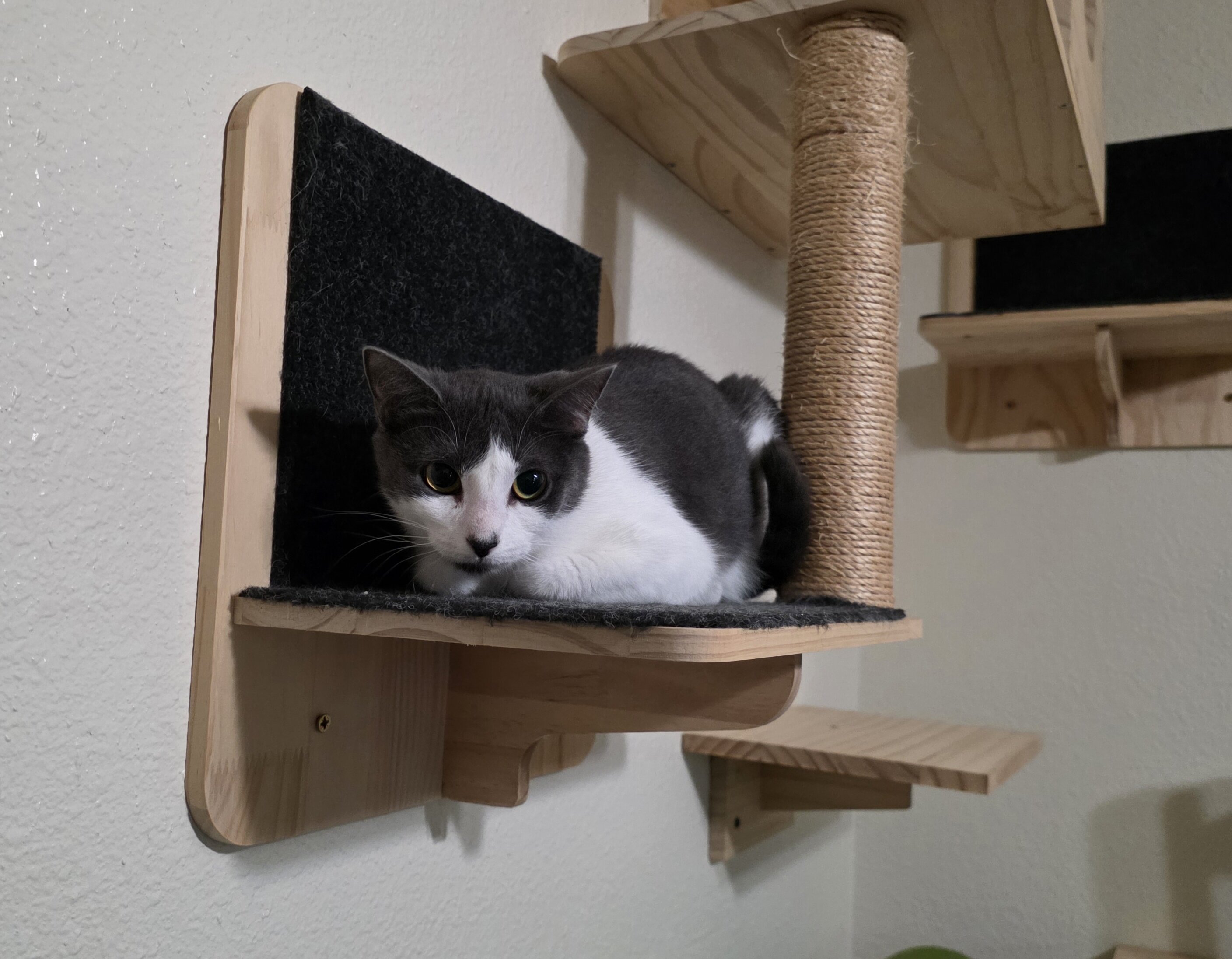 2 Kittens, Owner Passed Away image 1
