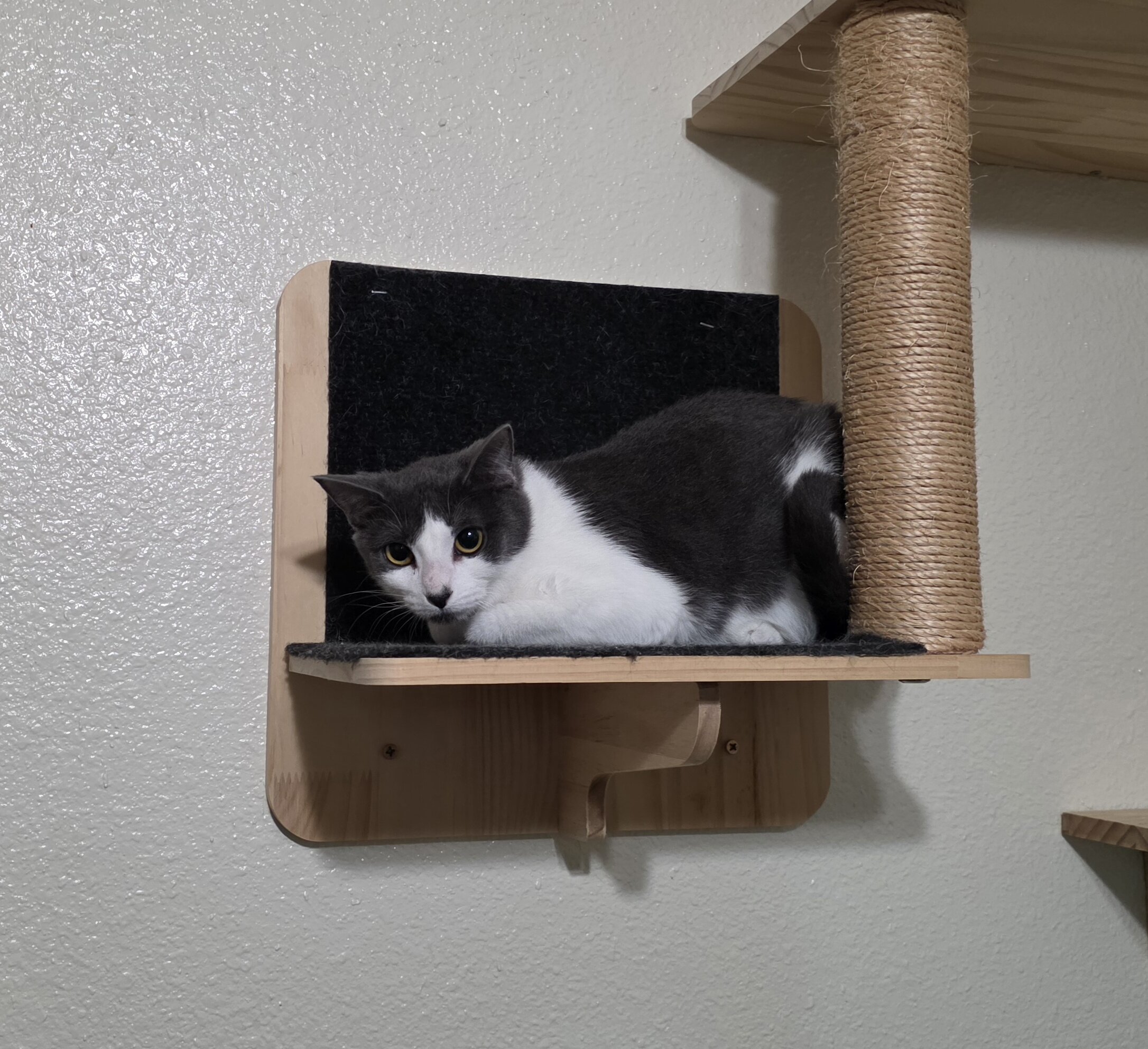 2 Kittens, Owner Passed Away image 2