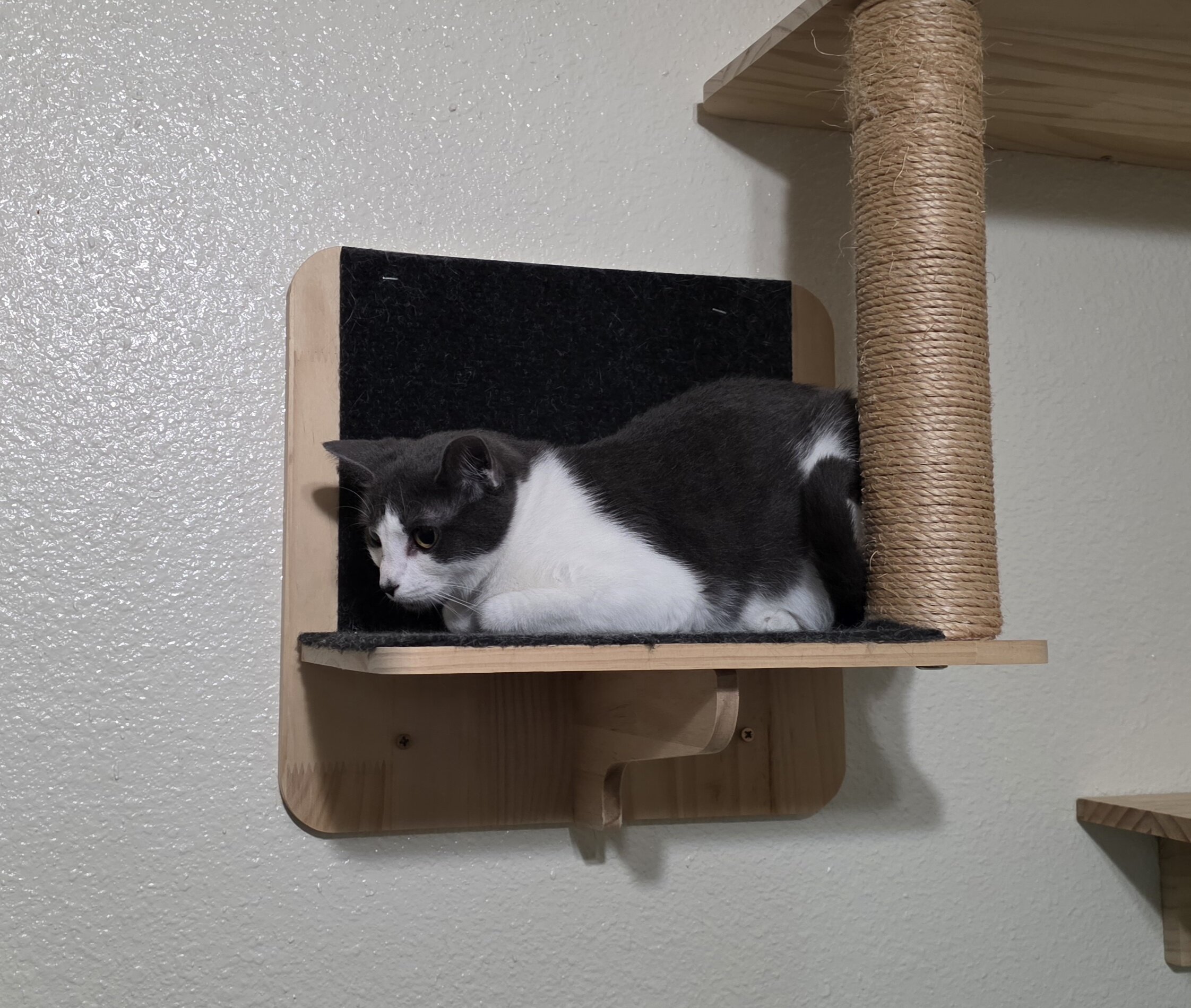 2 Kittens, Owner Passed Away image 3