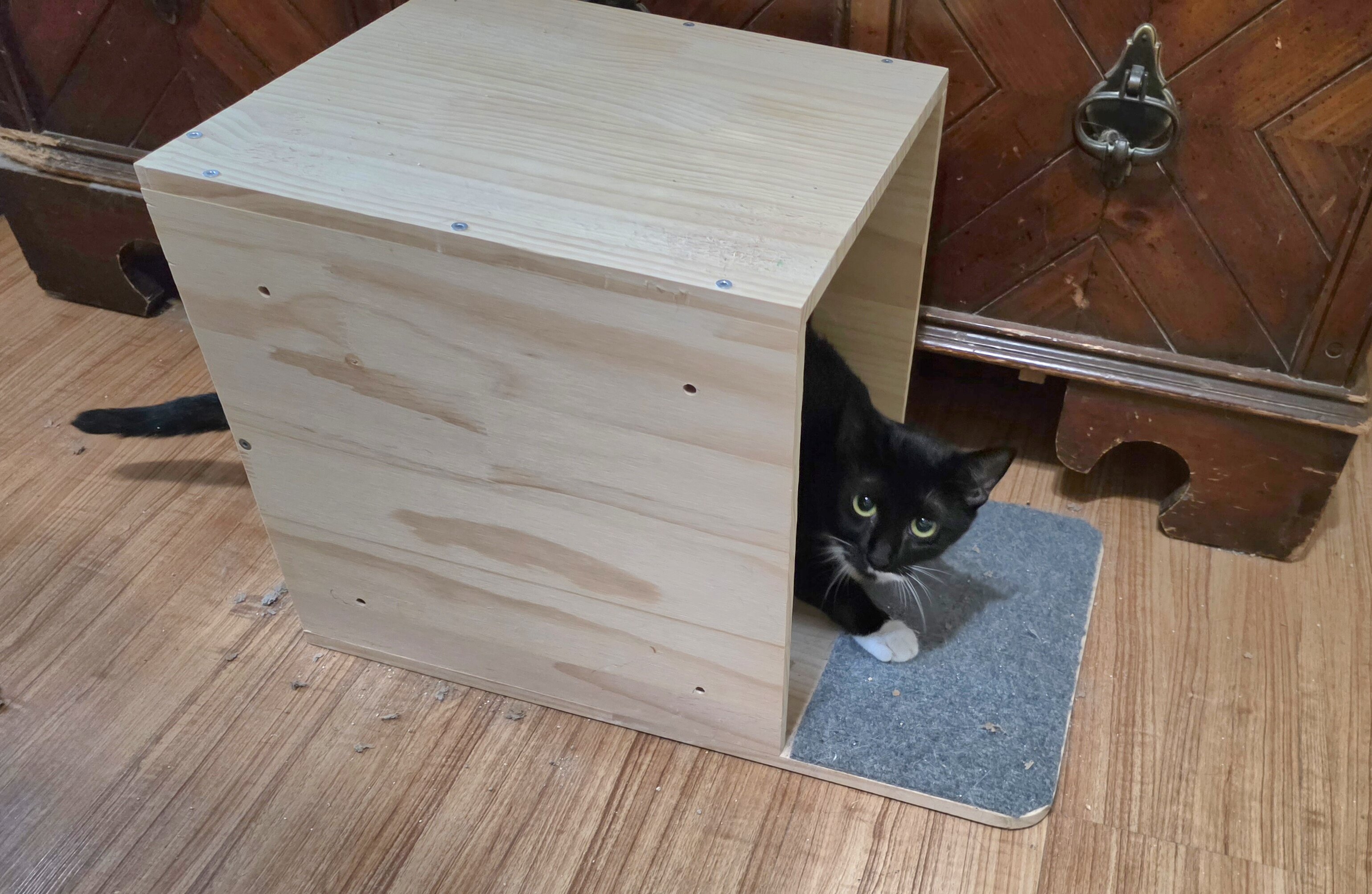 2 Kittens, Owner Passed Away image 4
