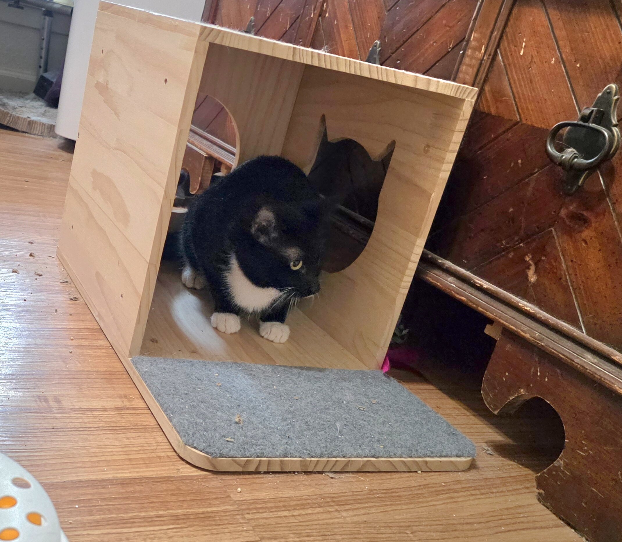 2 Kittens, Owner Passed Away image 5