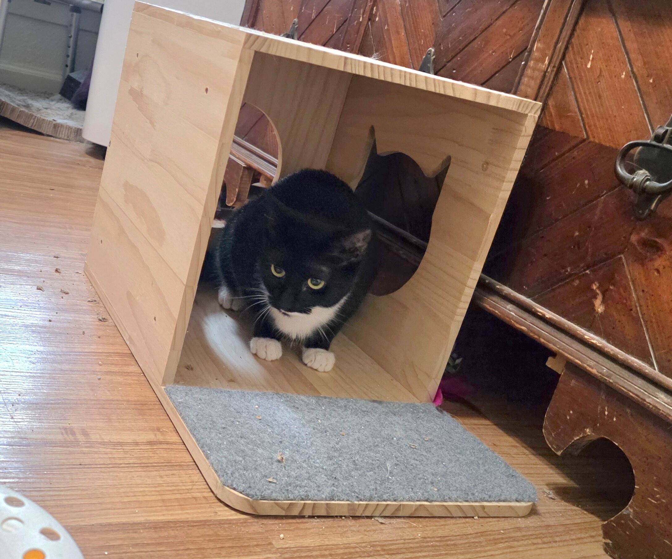 2 Kittens, Owner Passed Away image 6
