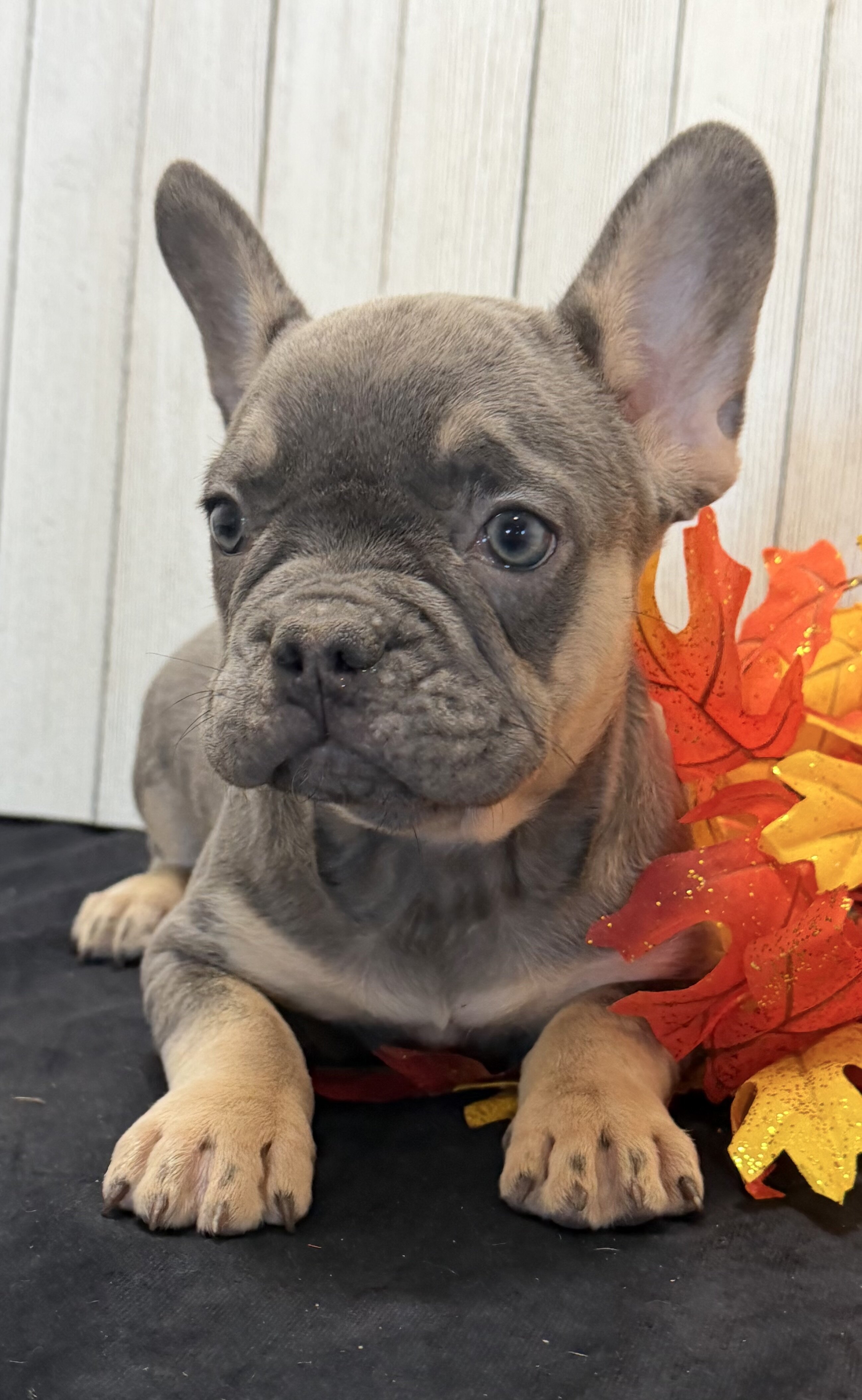 Heidi Female AKC French Bulldog image 2