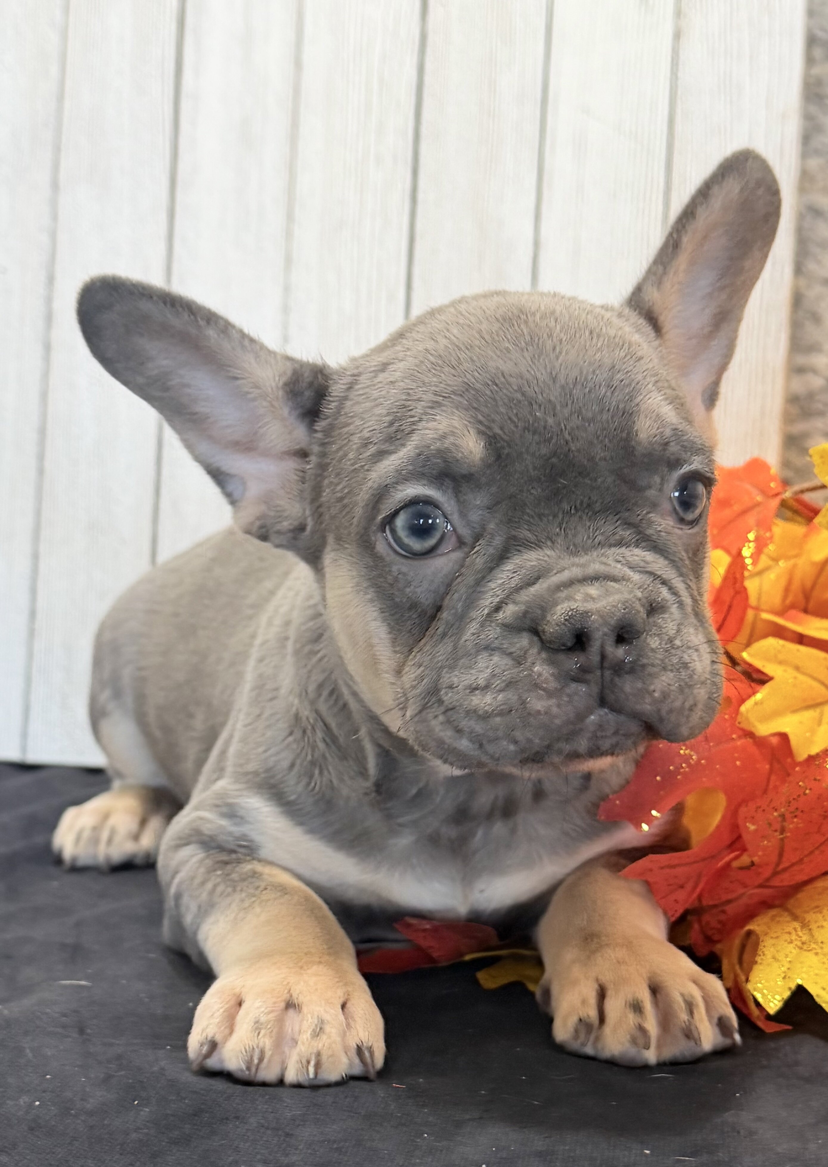 Heidi Female AKC French Bulldog image 3