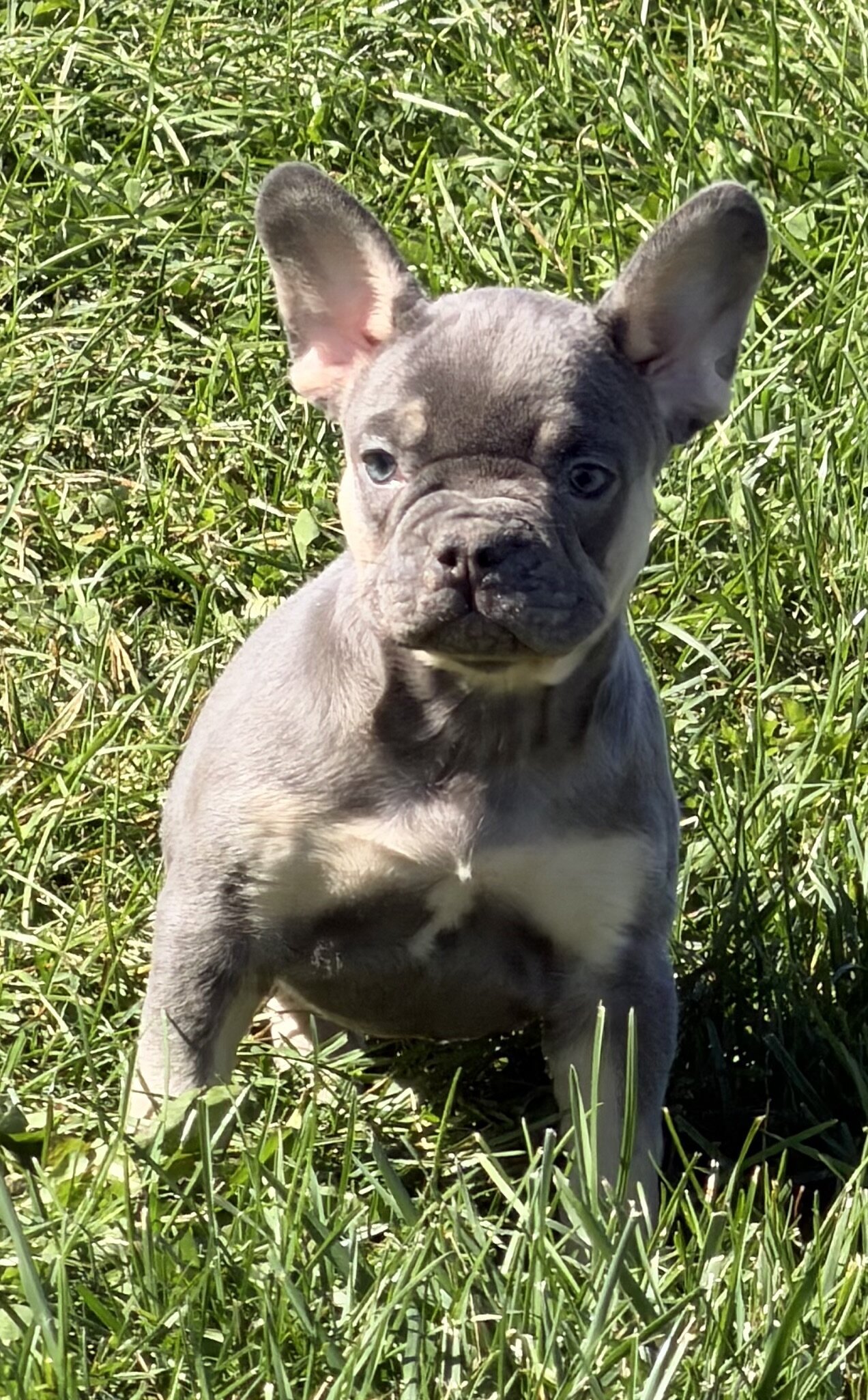 Heidi Female AKC French Bulldog image 8
