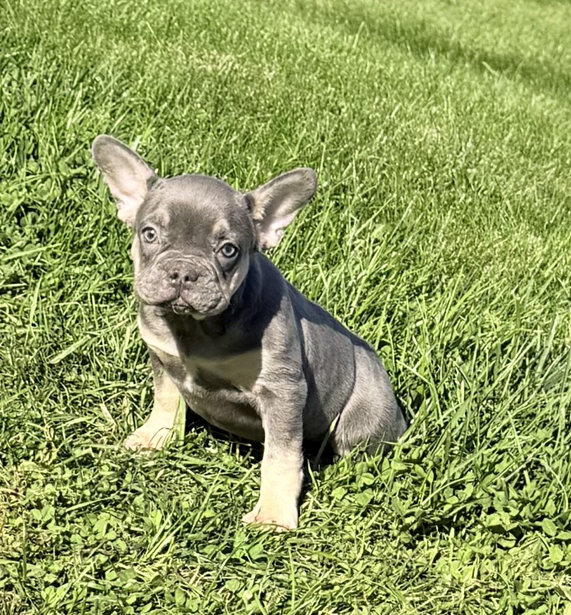 Heidi Female AKC French Bulldog image 6