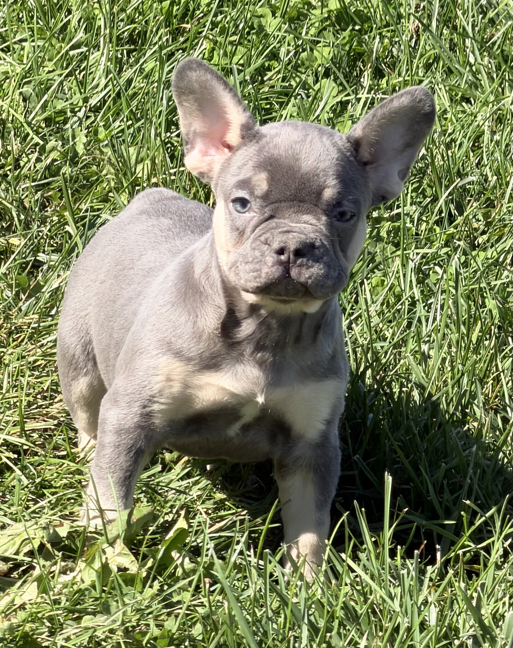 Heidi Female AKC French Bulldog image 7