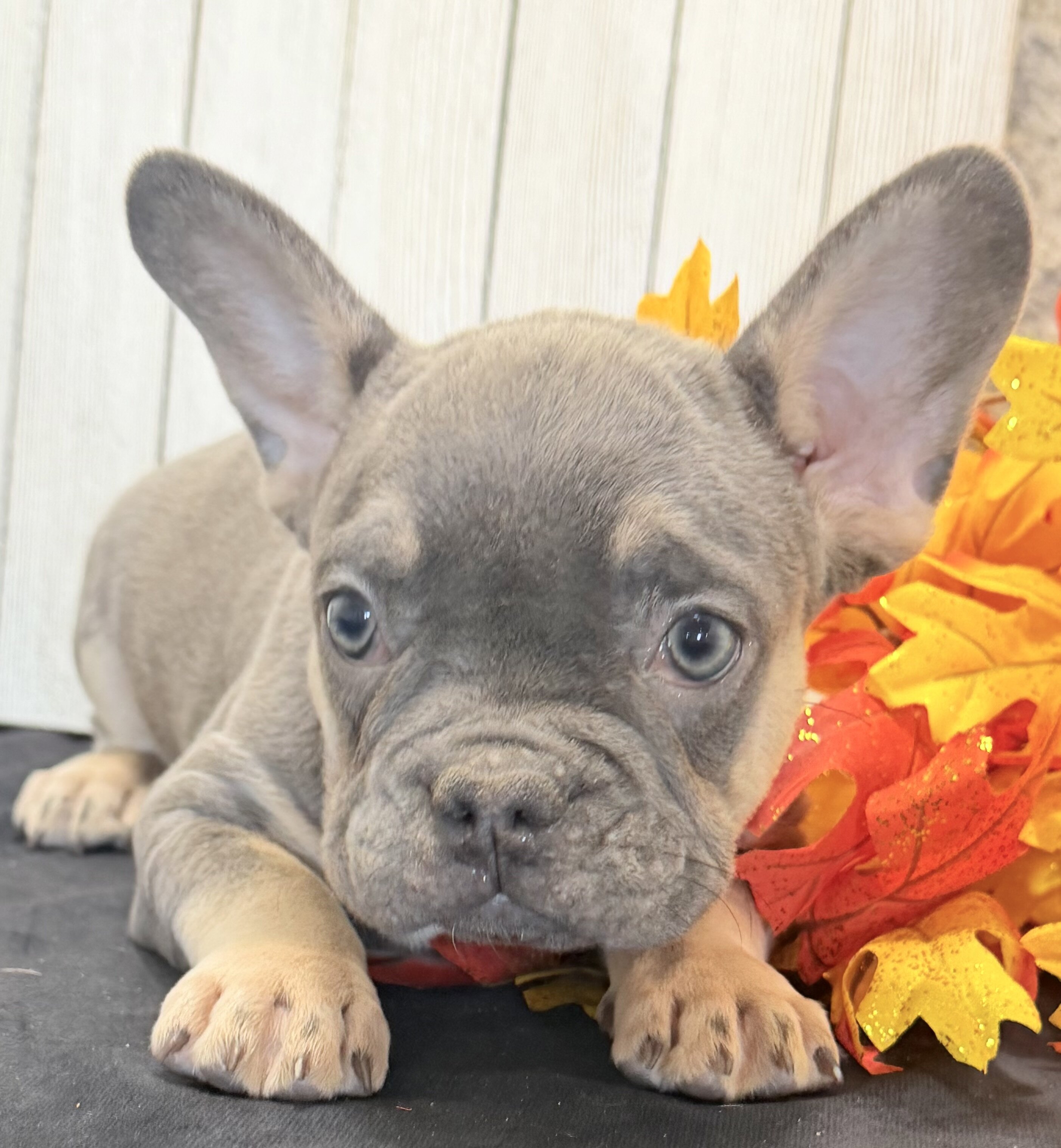 Heidi Female AKC French Bulldog image 4