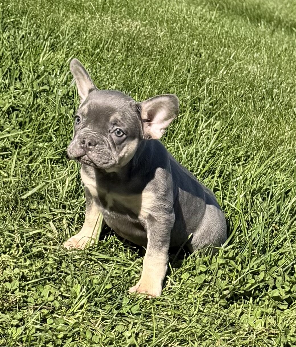 Heidi Female AKC French Bulldog image 5