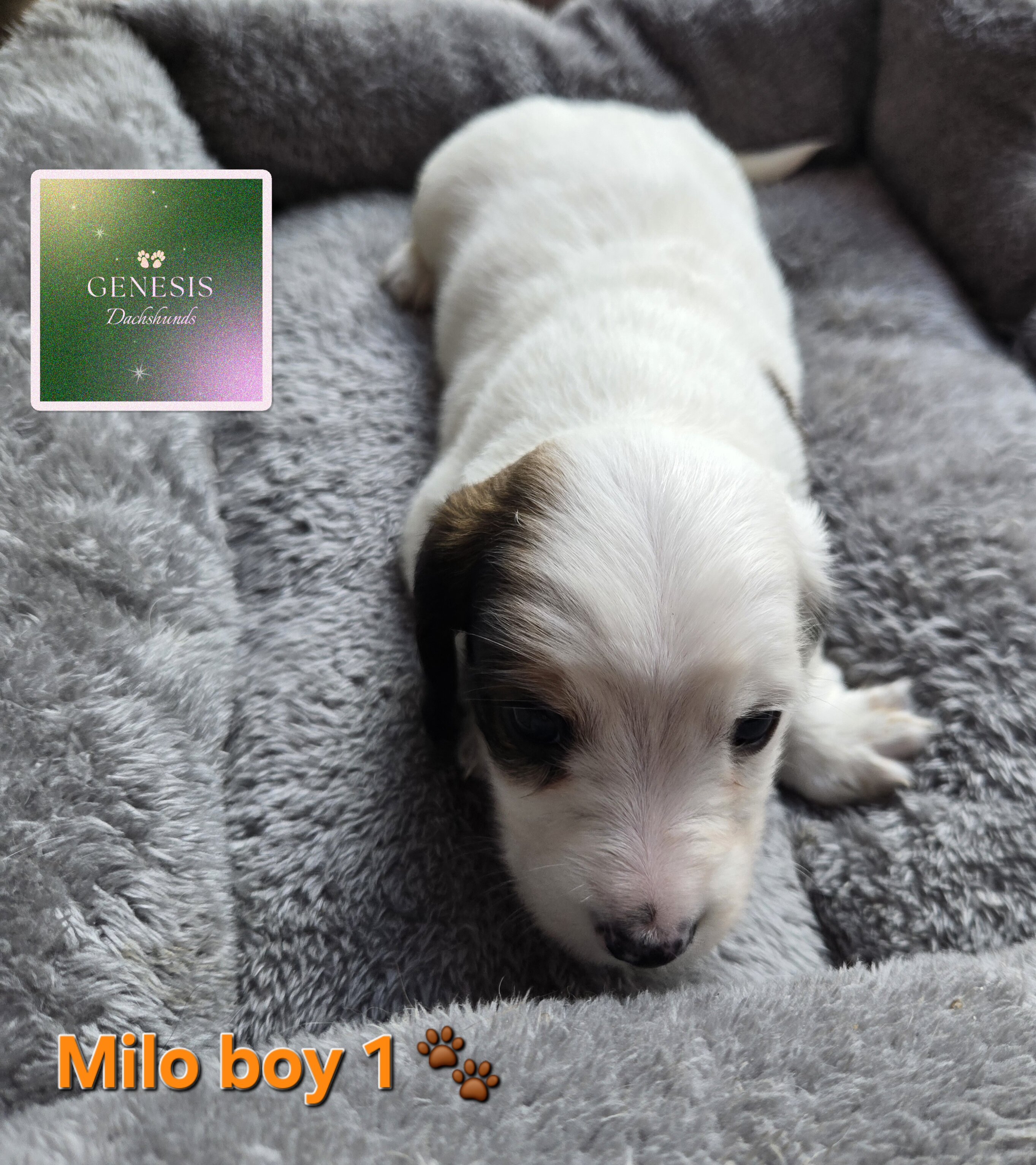 🐾 Genesis Dachshunds: Mini Long-Haired Pups Avail image 1