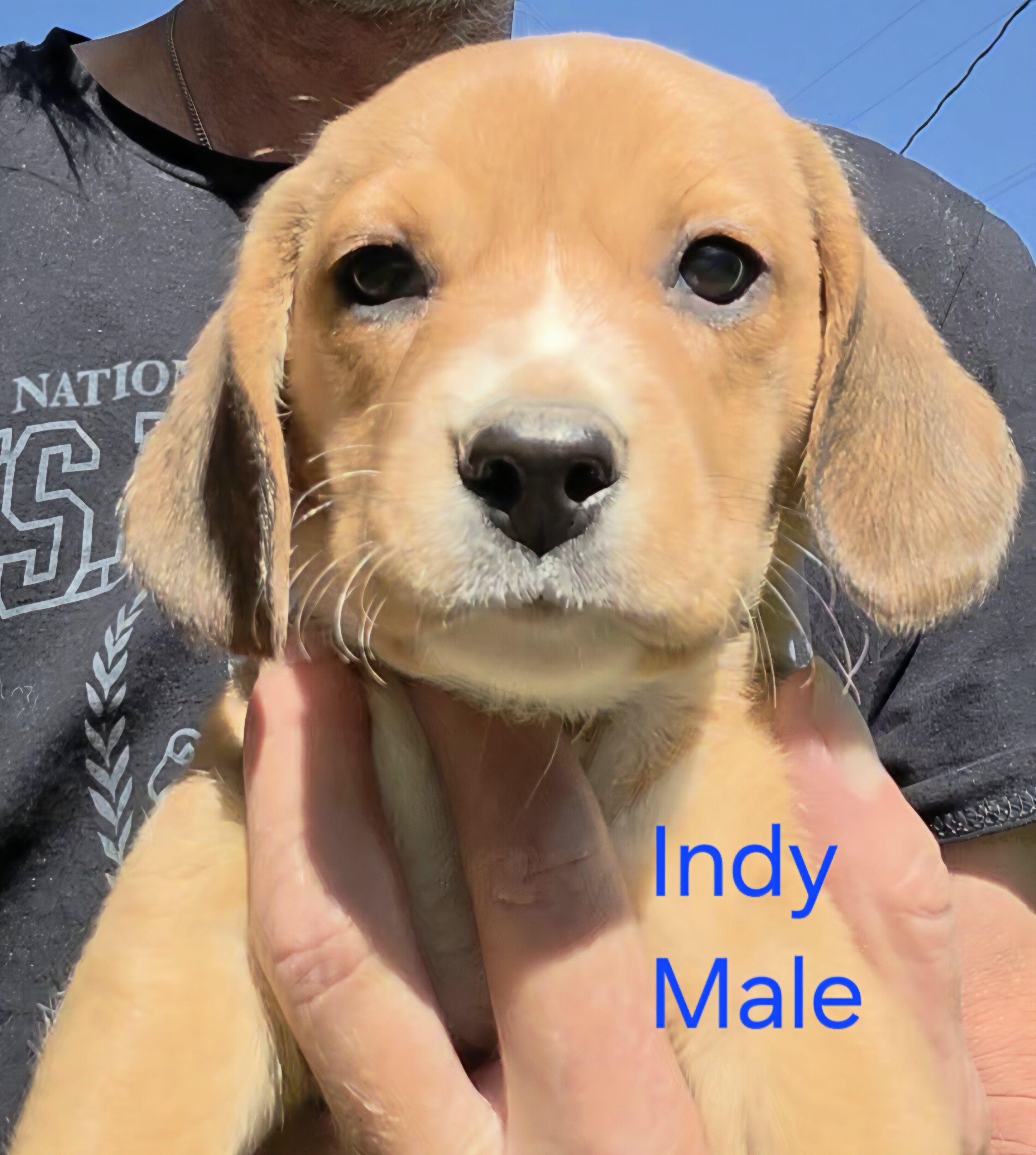 Chocolate Beagle Male- Indy image 1