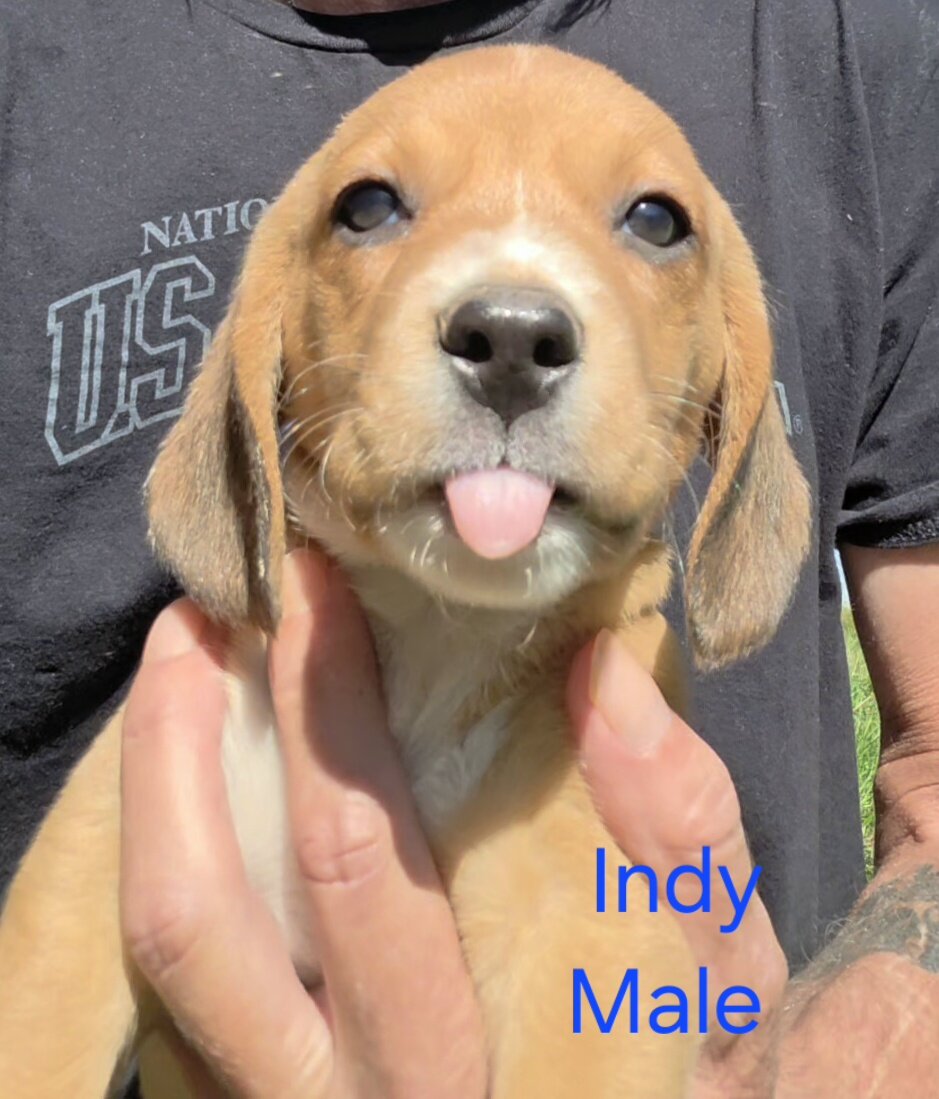 Chocolate Beagle Male- Indy image 2