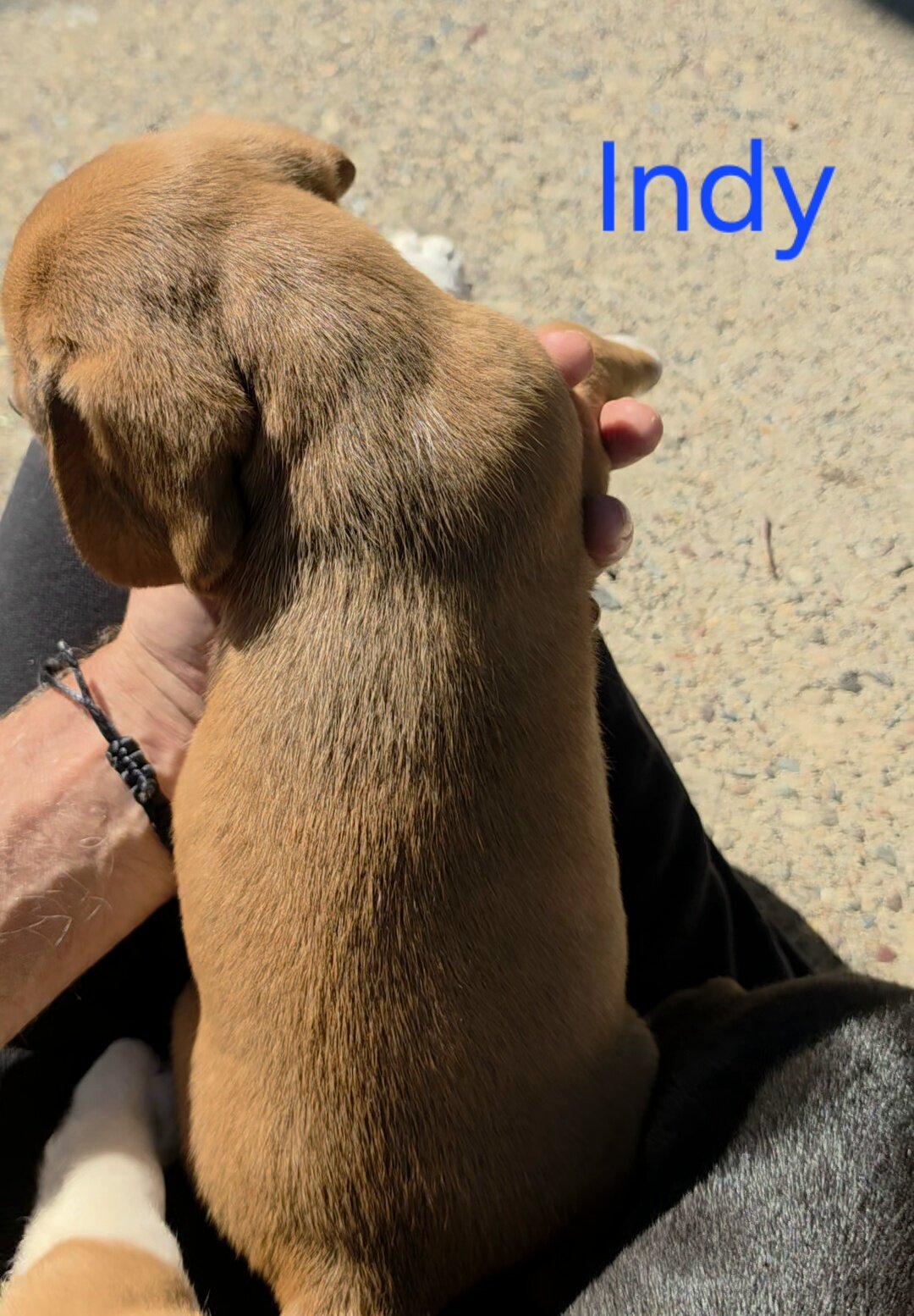 Chocolate Beagle Male- Indy image 3