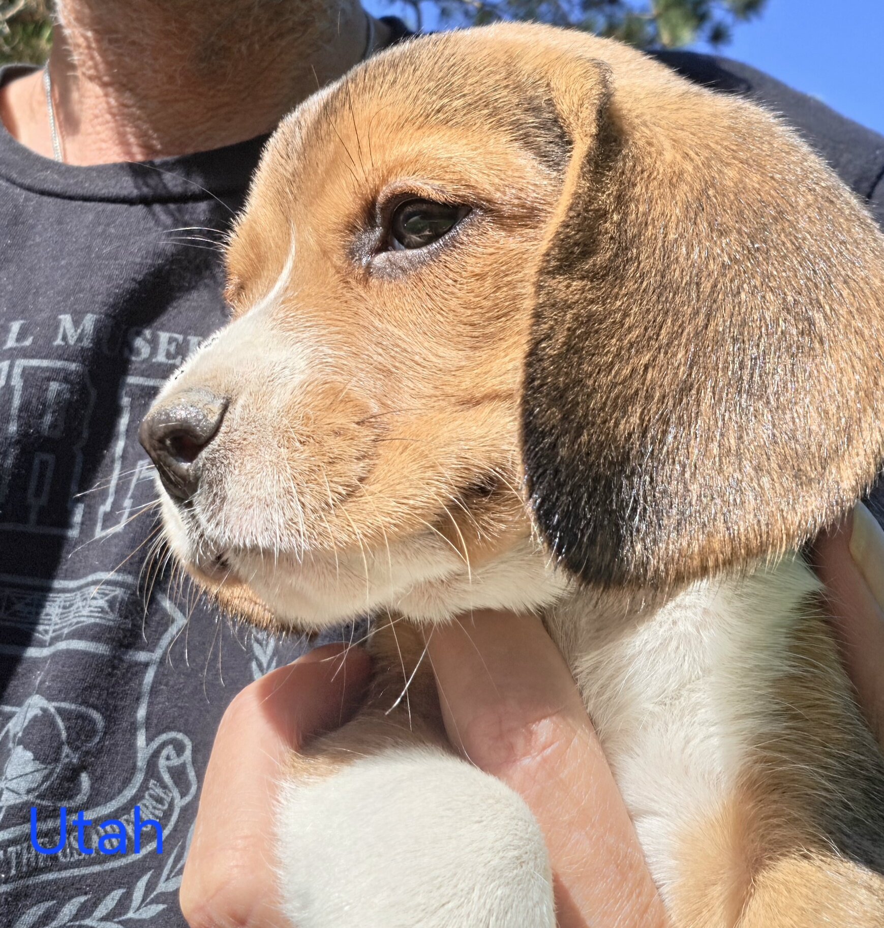 Beagle Male - Utah image 1
