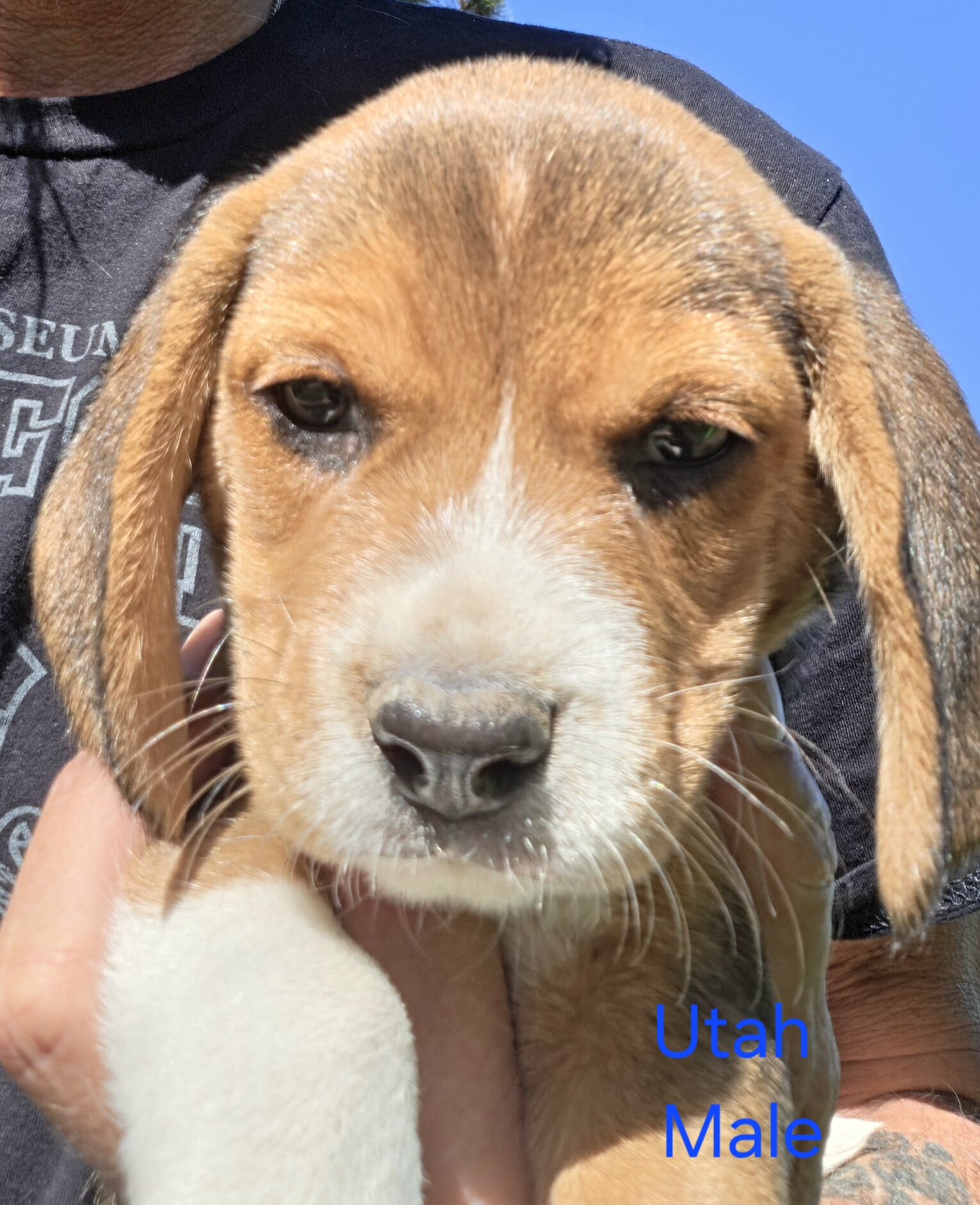 Beagle Male - Utah image 3