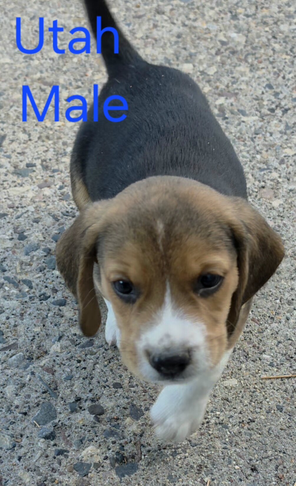 Beagle Male - Utah image 2