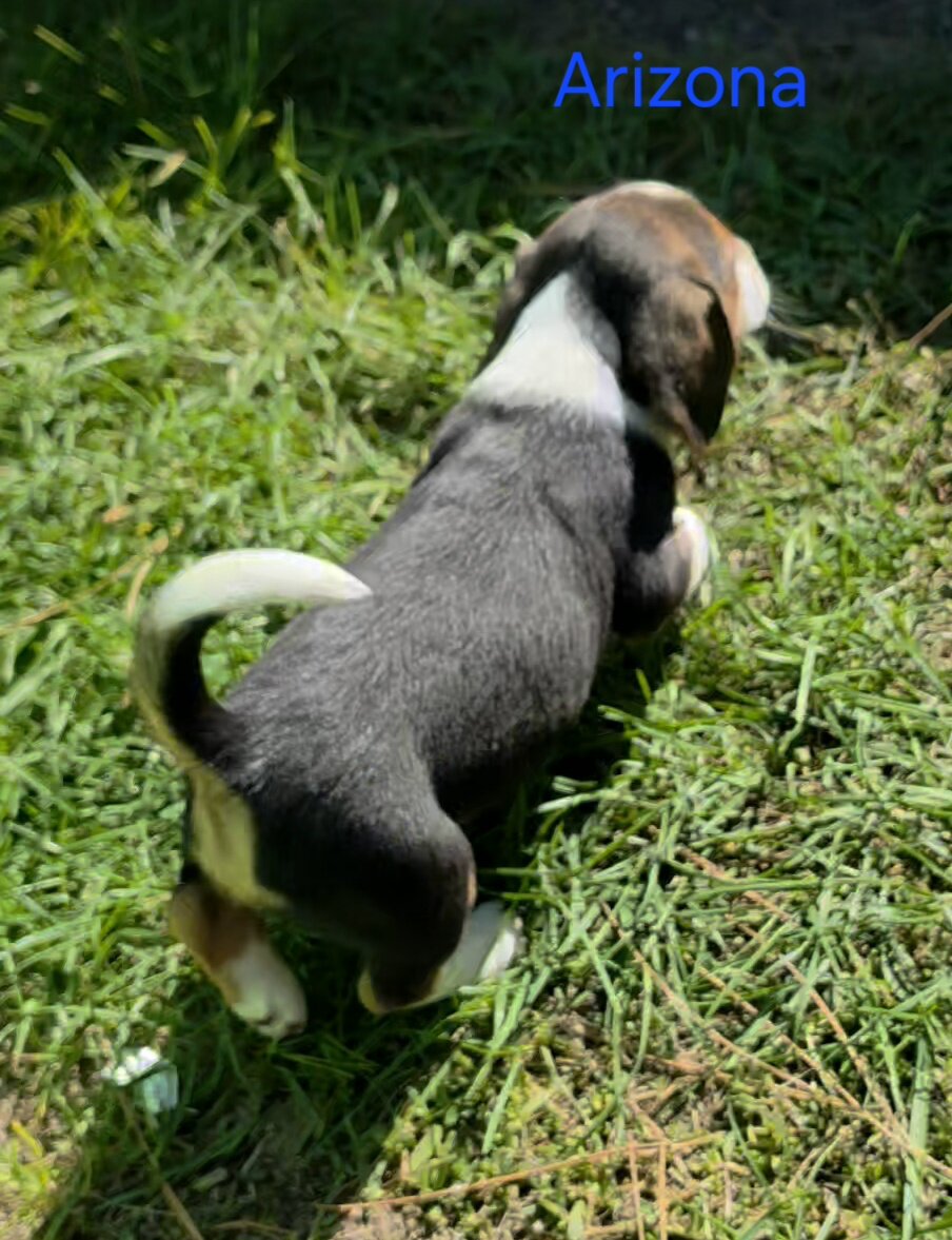 Beagle Male - Arizona image 4
