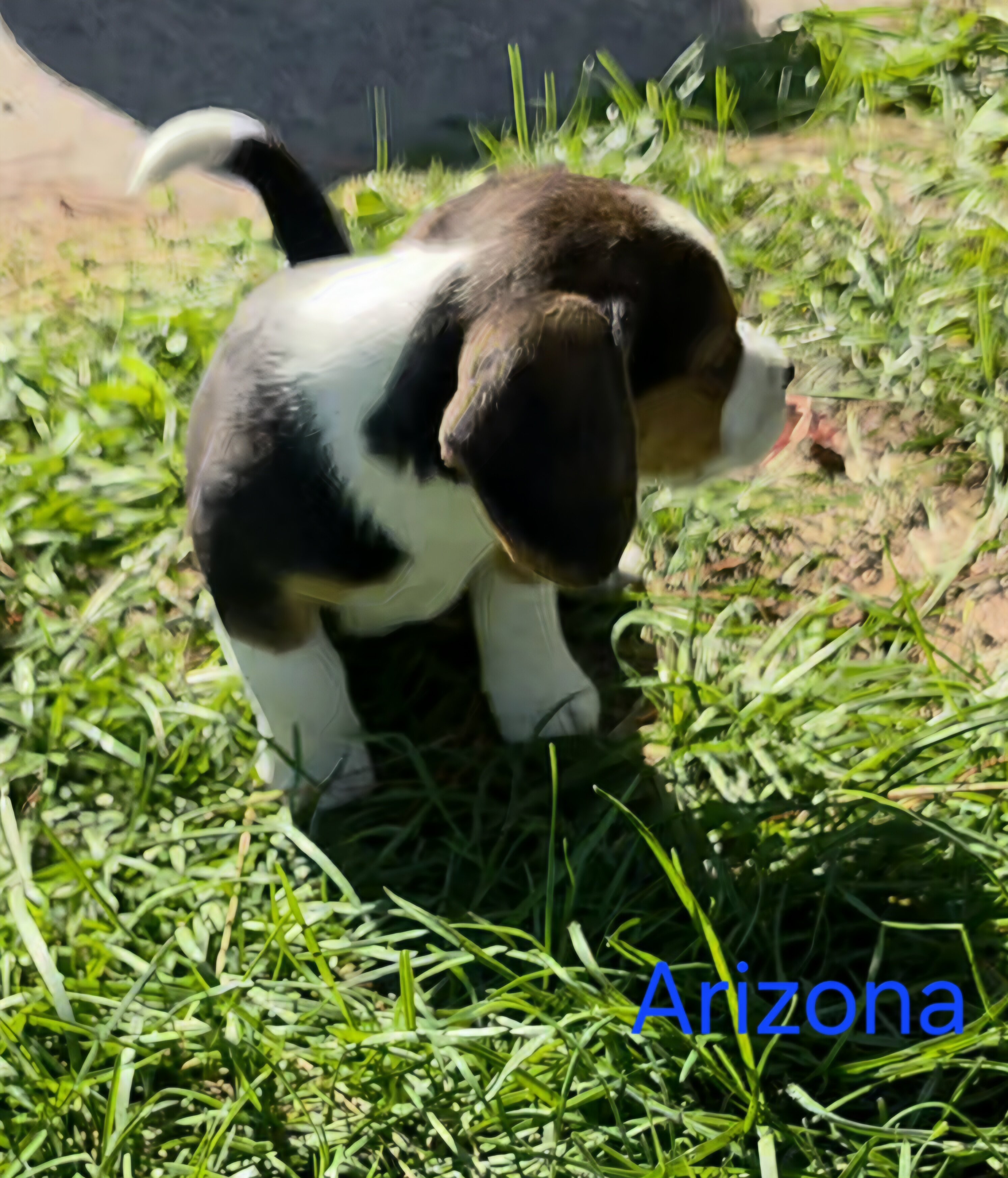 Beagle Male - Arizona image 3
