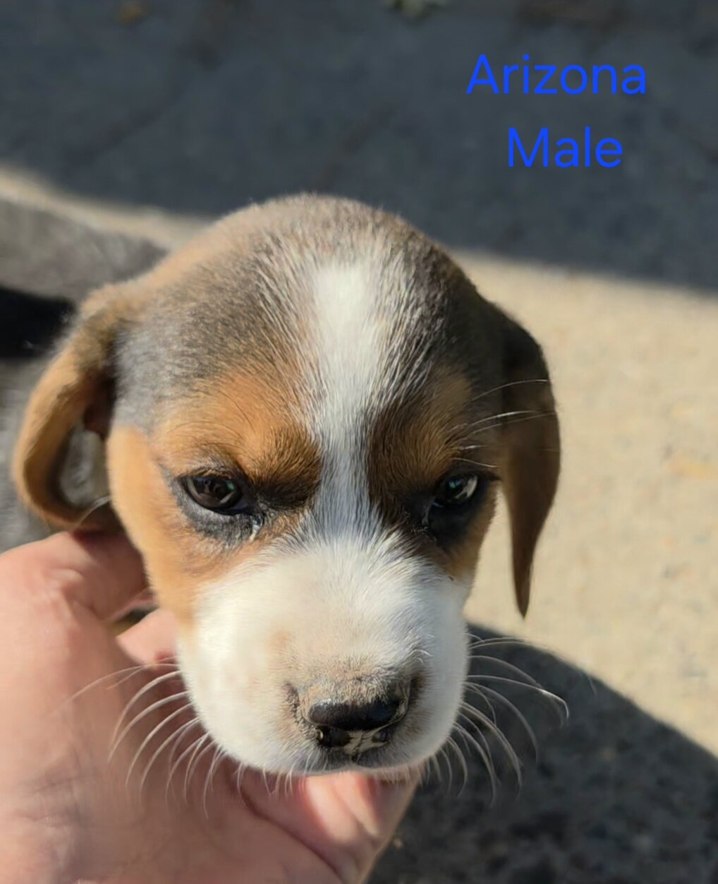 Beagle Male - Arizona image 1
