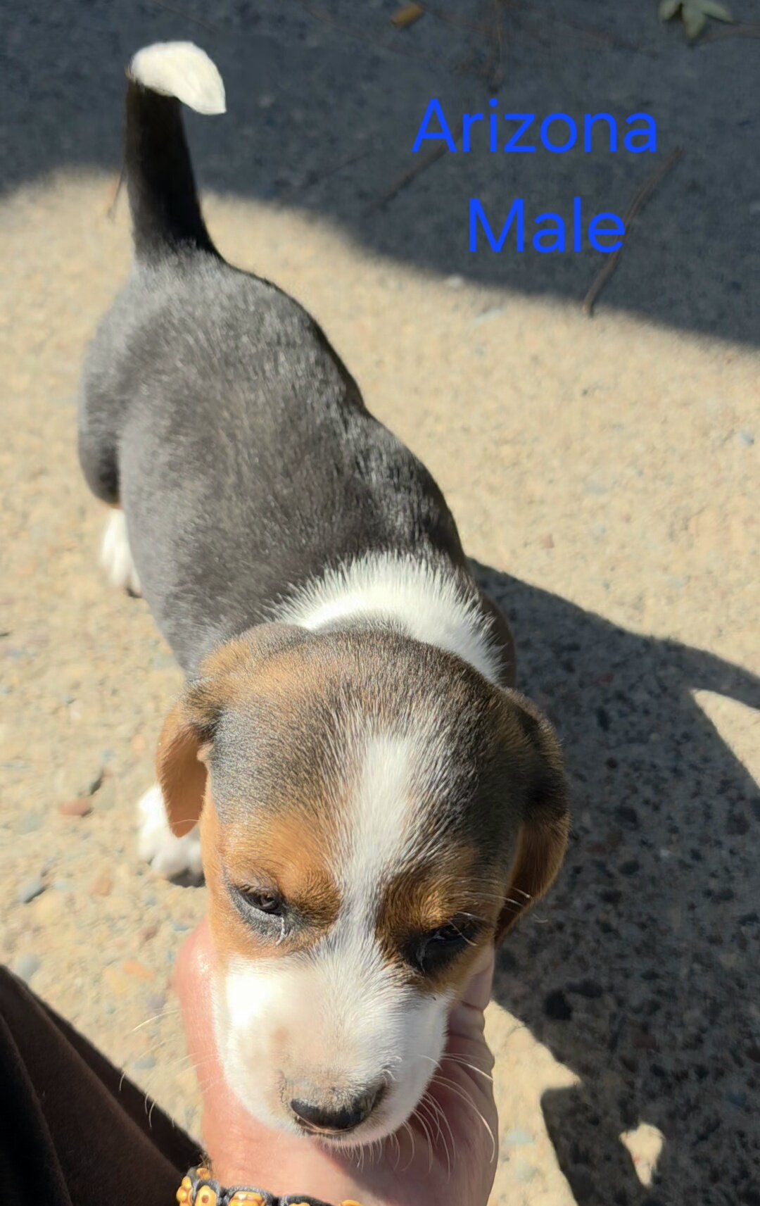 Beagle Male - Arizona image 2