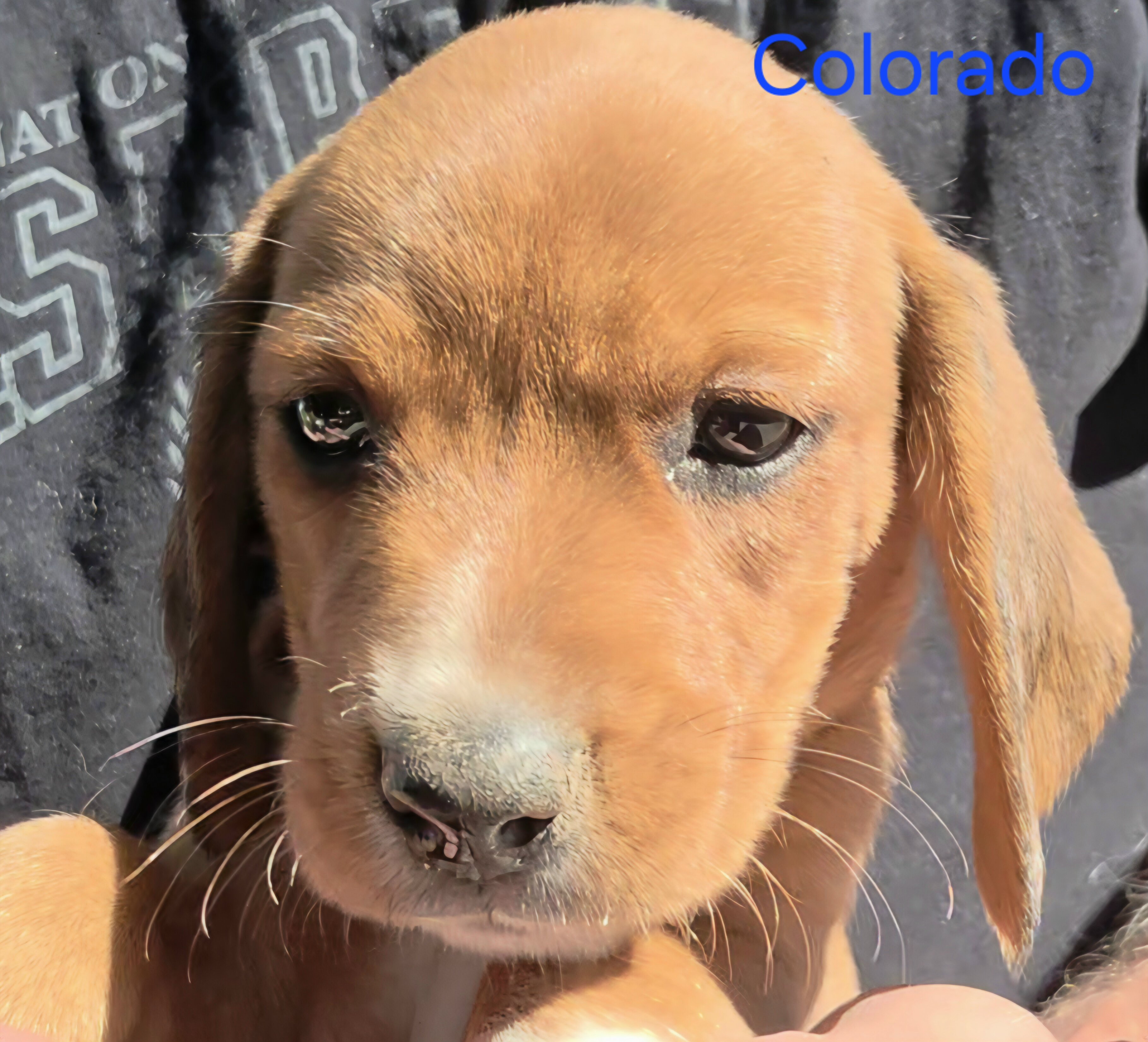 Chocolate Beagle Male- Colorado image 2