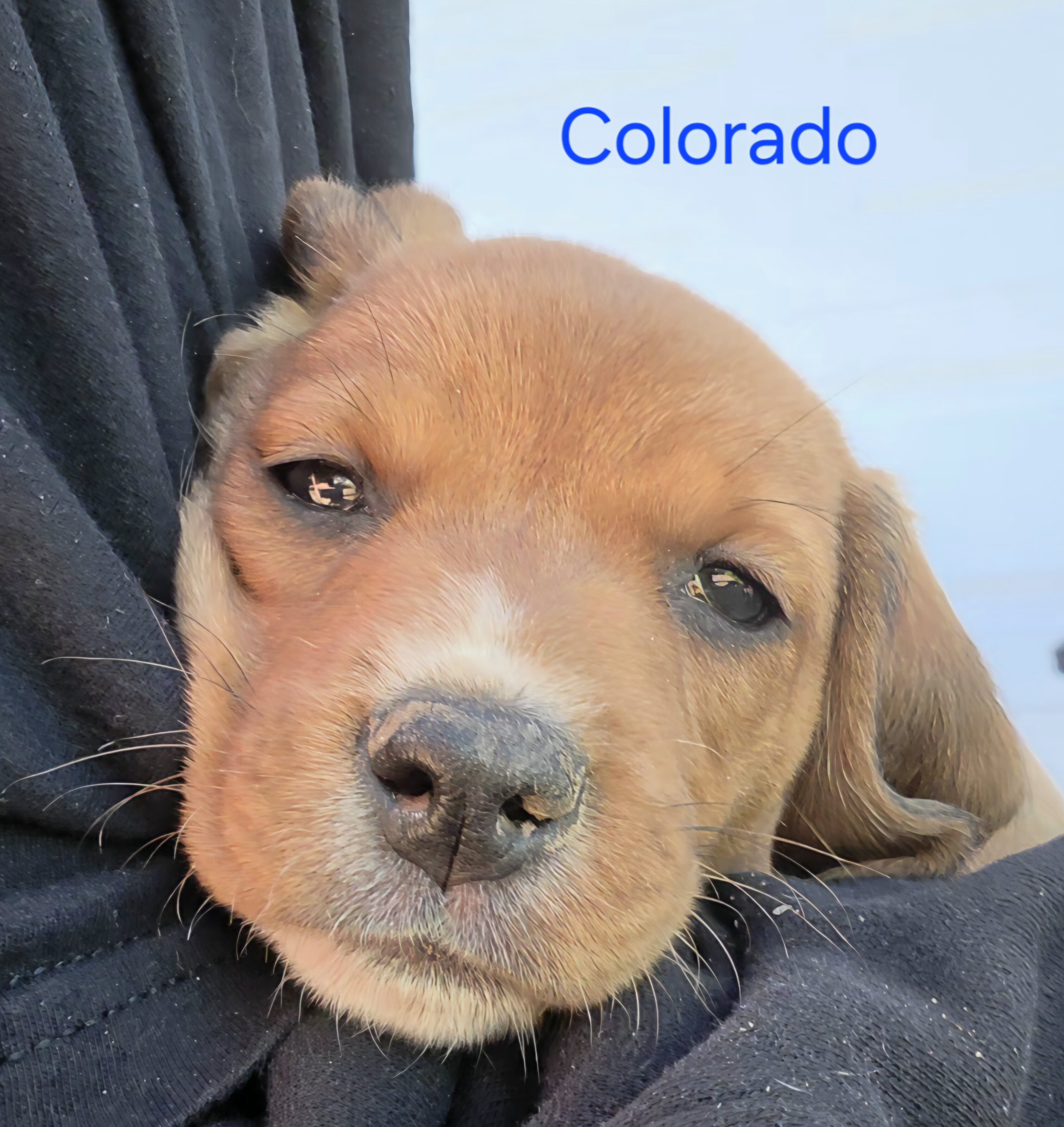 Chocolate Beagle Male- Colorado image 1